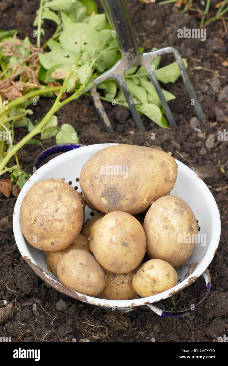 Solanum tuberosum. La raccolta di 'Marfona' le patate in un colino in un riparto giardino. Regno Unito Foto Stock