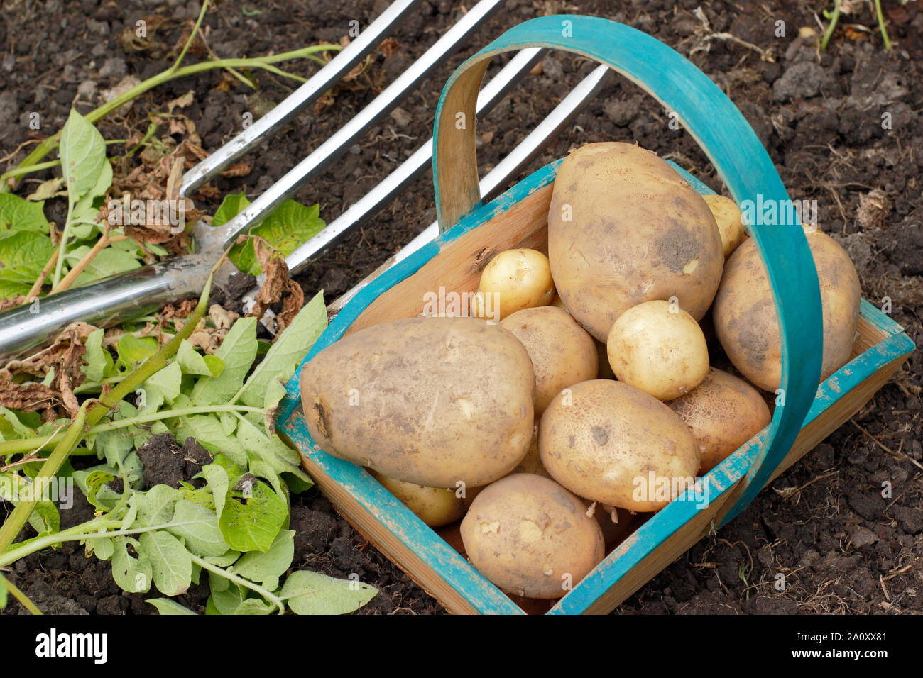 Solanum tuberosum 'Marfona'. Appena scavato le patate in un trug su un riparto. Regno Unito Foto Stock