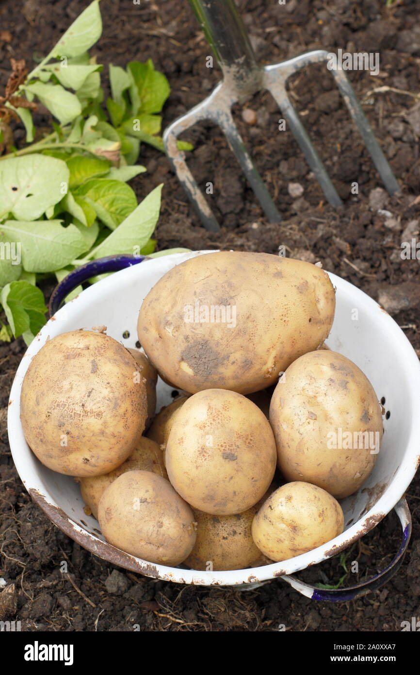 Solanum tuberosum. La raccolta di 'Marfona' le patate in un colino in un riparto giardino. Regno Unito Foto Stock