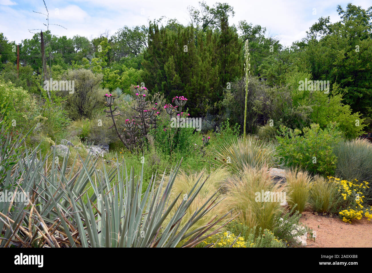 Giardino deserto conservatorio in tarda estate in New Mexico Foto Stock