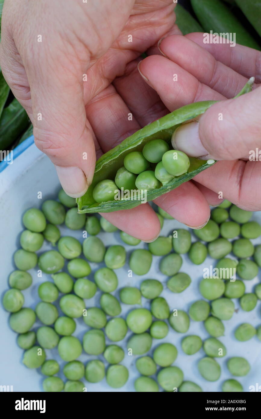 Pisum sativum 'Avanti'. Shelling appena raccolto piselli giganti in estate. Regno Unito Foto Stock