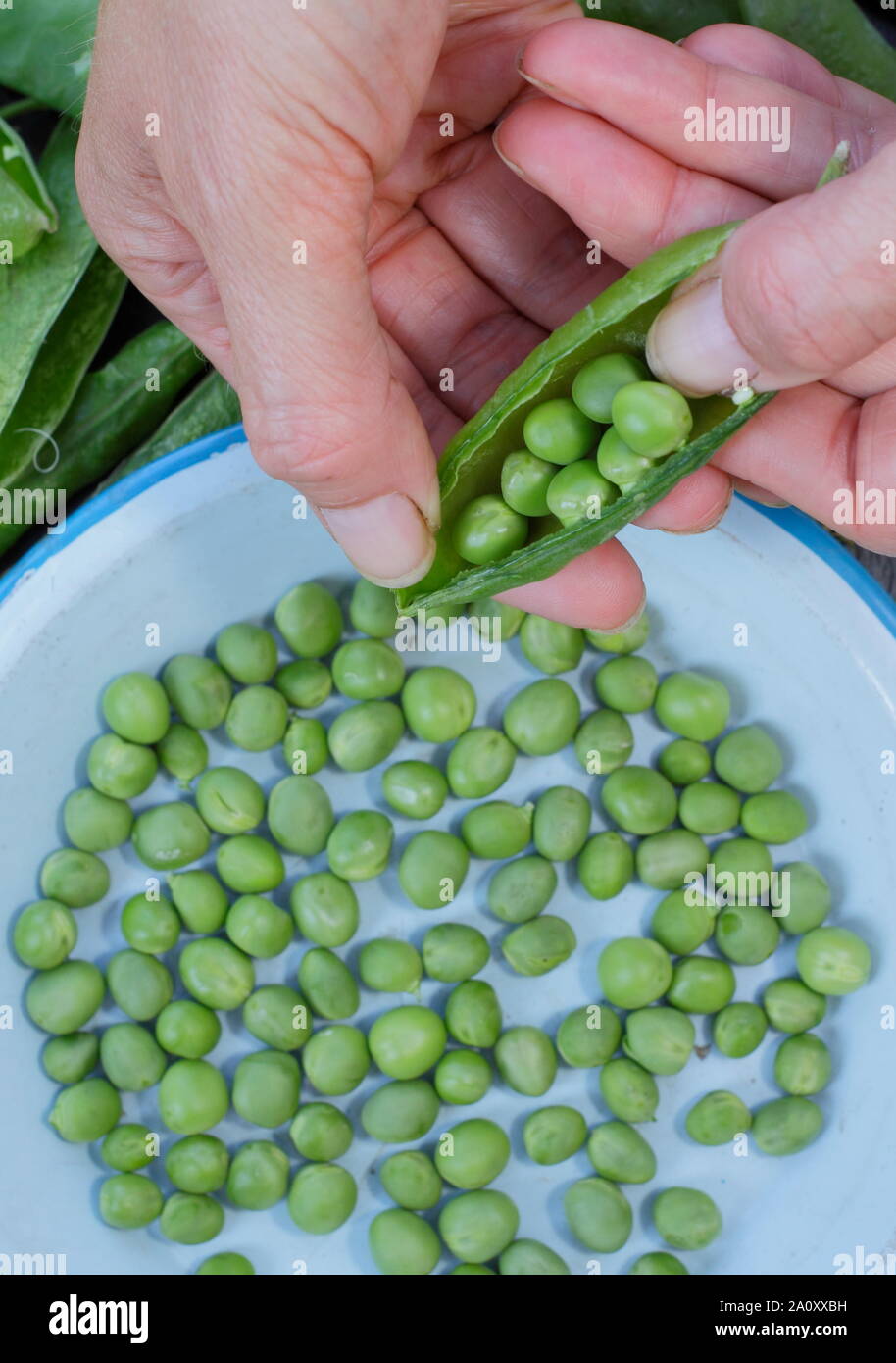 Pisum sativum 'Avanti'. Shelling appena raccolto piselli giganti in estate. Regno Unito Foto Stock