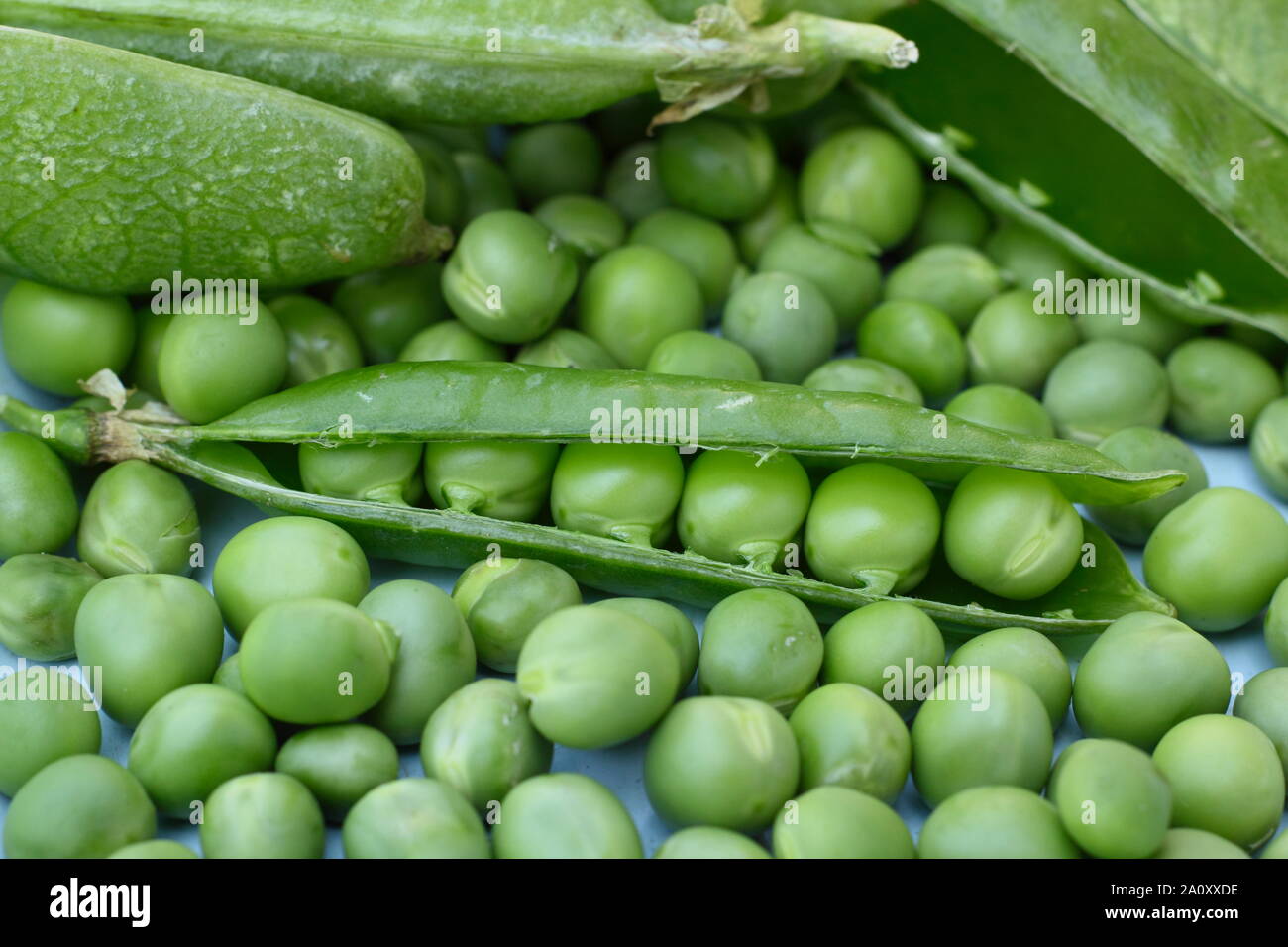 Pisum sativum " Assessore'. Appena raccolto homegrown giardino piselli nel loro baccello. Regno Unito Foto Stock