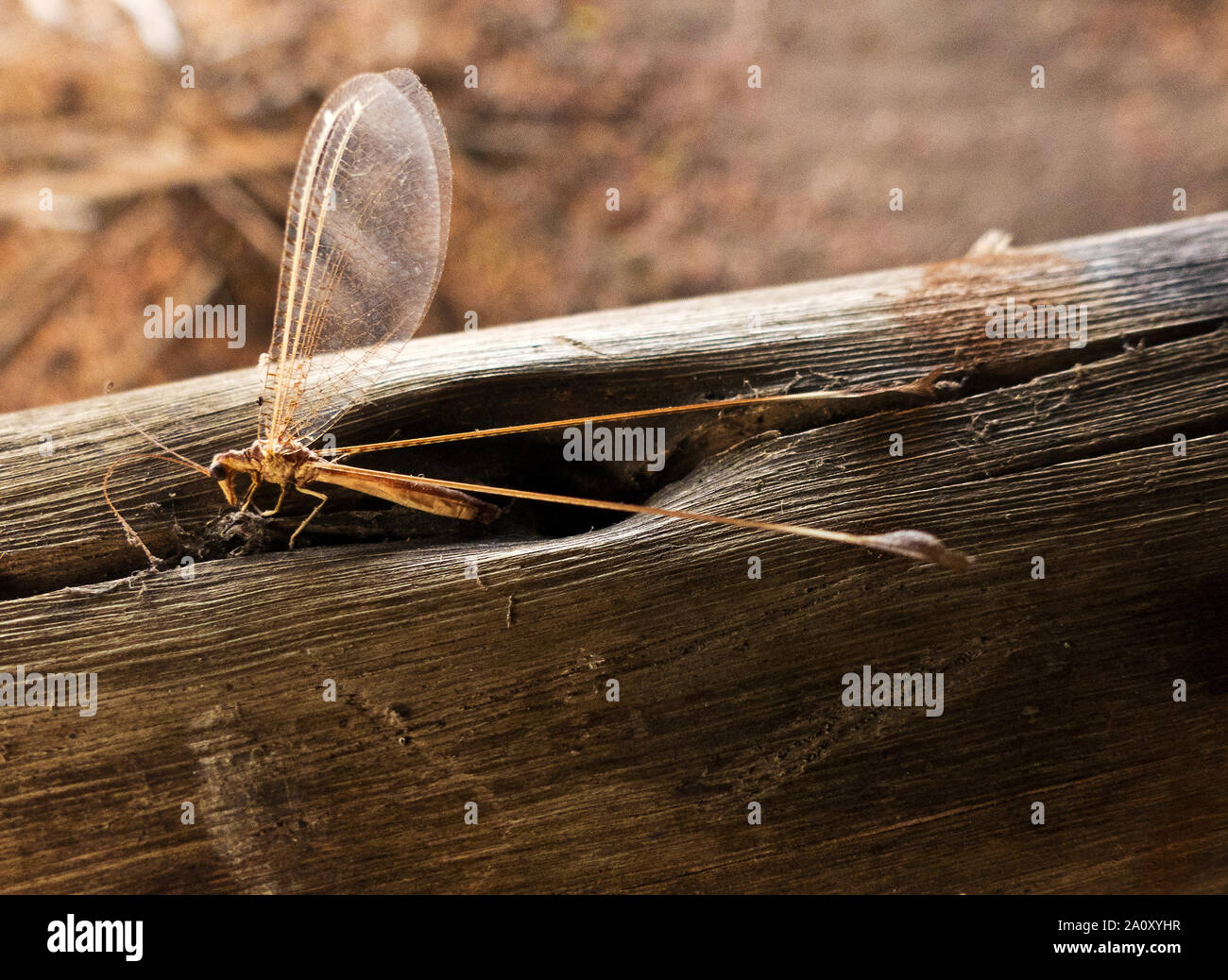L'adulto del nastro-wing Lacewing emergere alla fine della stagione piovosa e sono inconfondibili con becco come apparato boccale di fiori di sonda per il polline Foto Stock