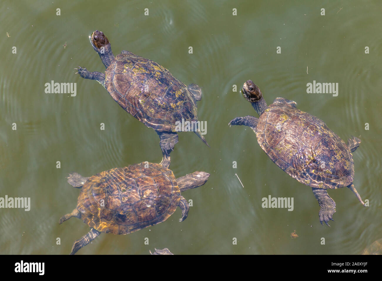 Tre le tartarughe marine nuotare nella zona umida di Skala Eressos, in Lesvos Island, Grecia, l'Europa. Foto Stock