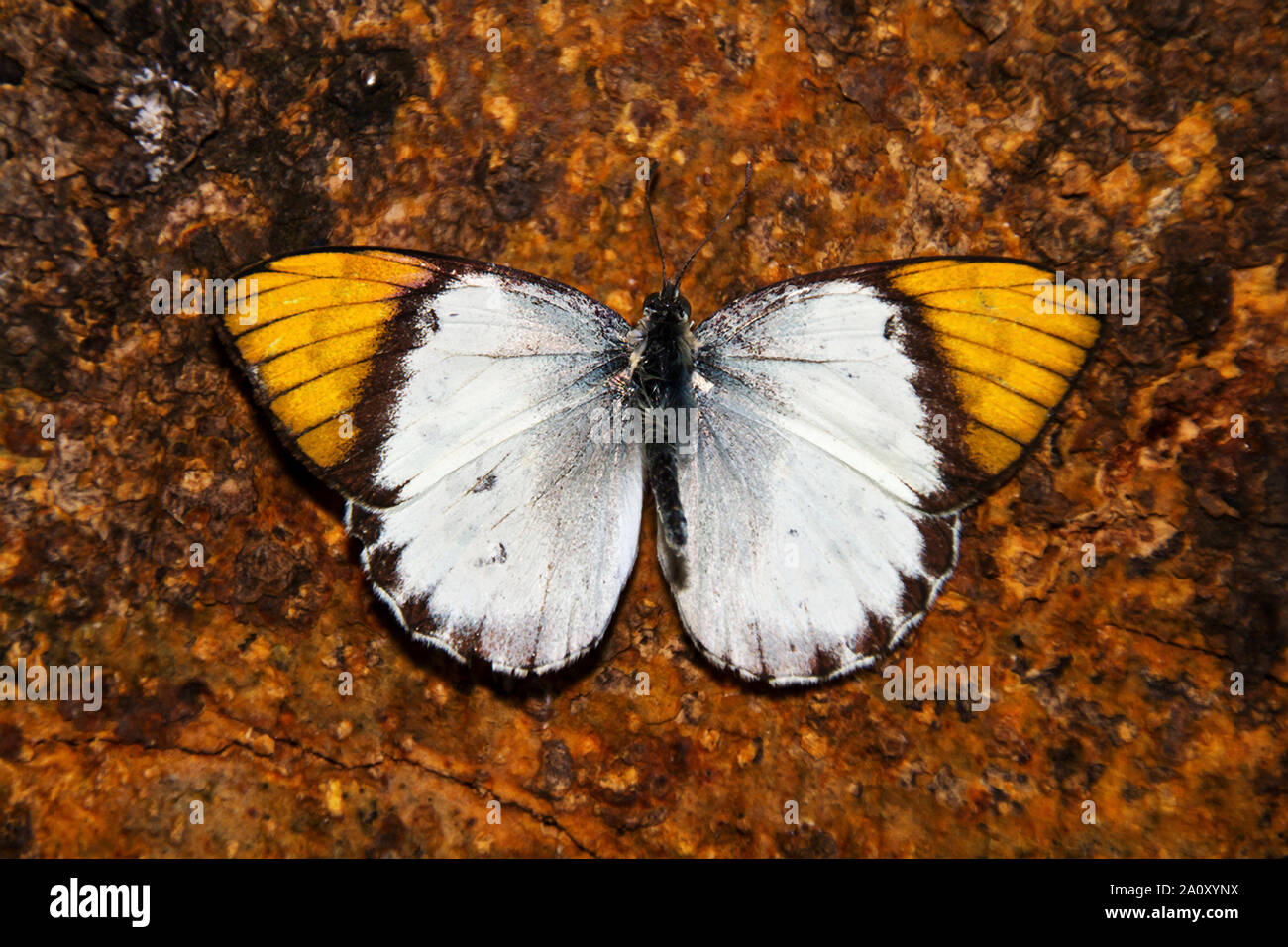 La famiglia di farfalle bianco contiene molti con colorate suggerimenti di ala. Essi sono veloci gli insetti volanti che spesso seetle sui fiori per bere il nettare Foto Stock