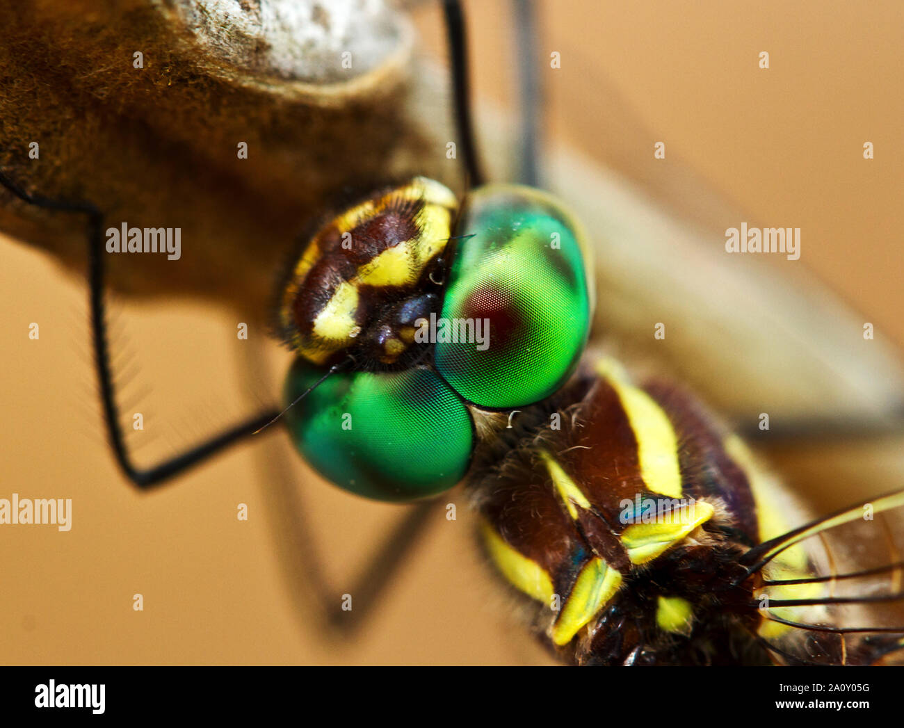 La struttura complessa di una comune Tigertail Dragonfly occhi dà questa grande aria-borne predator ordinatamente 360 gradi di visione Foto Stock