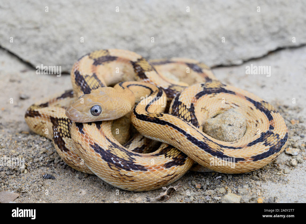 Northern Trans-pecos Ratsnake, (Bogertophis subocularis subocularis), Sierra Co., New Mexico, negli Stati Uniti. Foto Stock