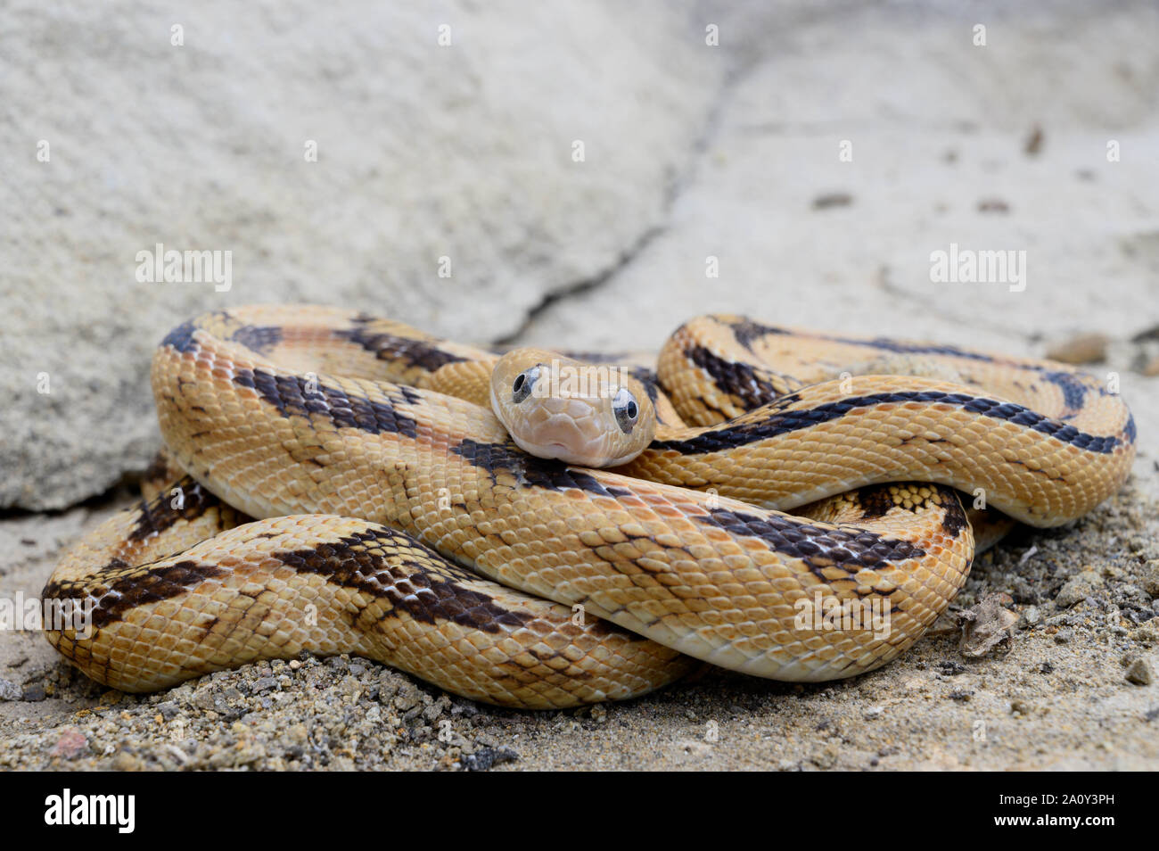 Northern Trans-pecos Ratsnake, (Bogertophis subocularis subocularis), Sierra Co., New Mexico, negli Stati Uniti. Foto Stock