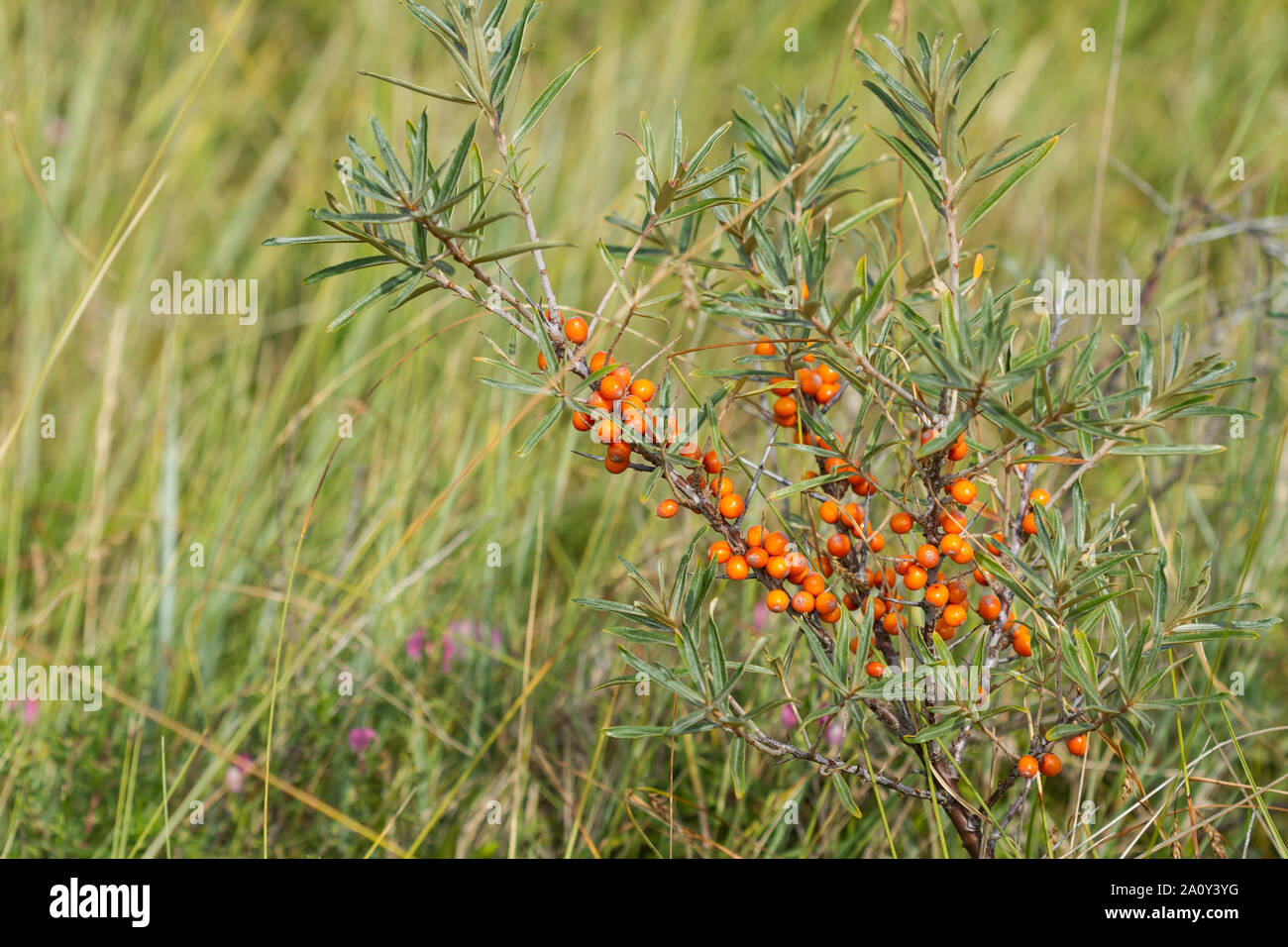 Sanddorn (Hippophae rhamnoides nota): Zweig mit Früchten auf der Nordseeinsel Juist, Ostfriesland Foto Stock
