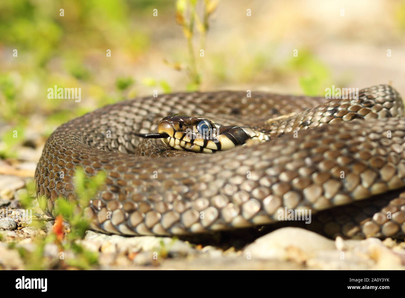 Primo piano della biscia crogiolarsi in habitat naturale ( Natrix natrix ) Foto Stock