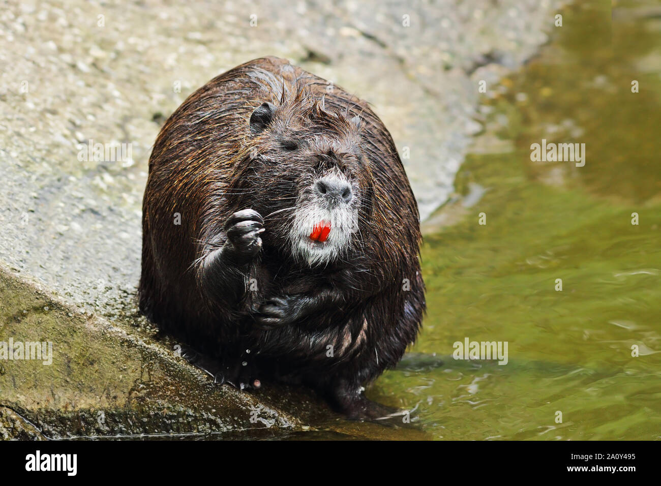 Carino coypu pelliccia di pulizia in un parco zoologico ( Myocastor coypus ) Foto Stock