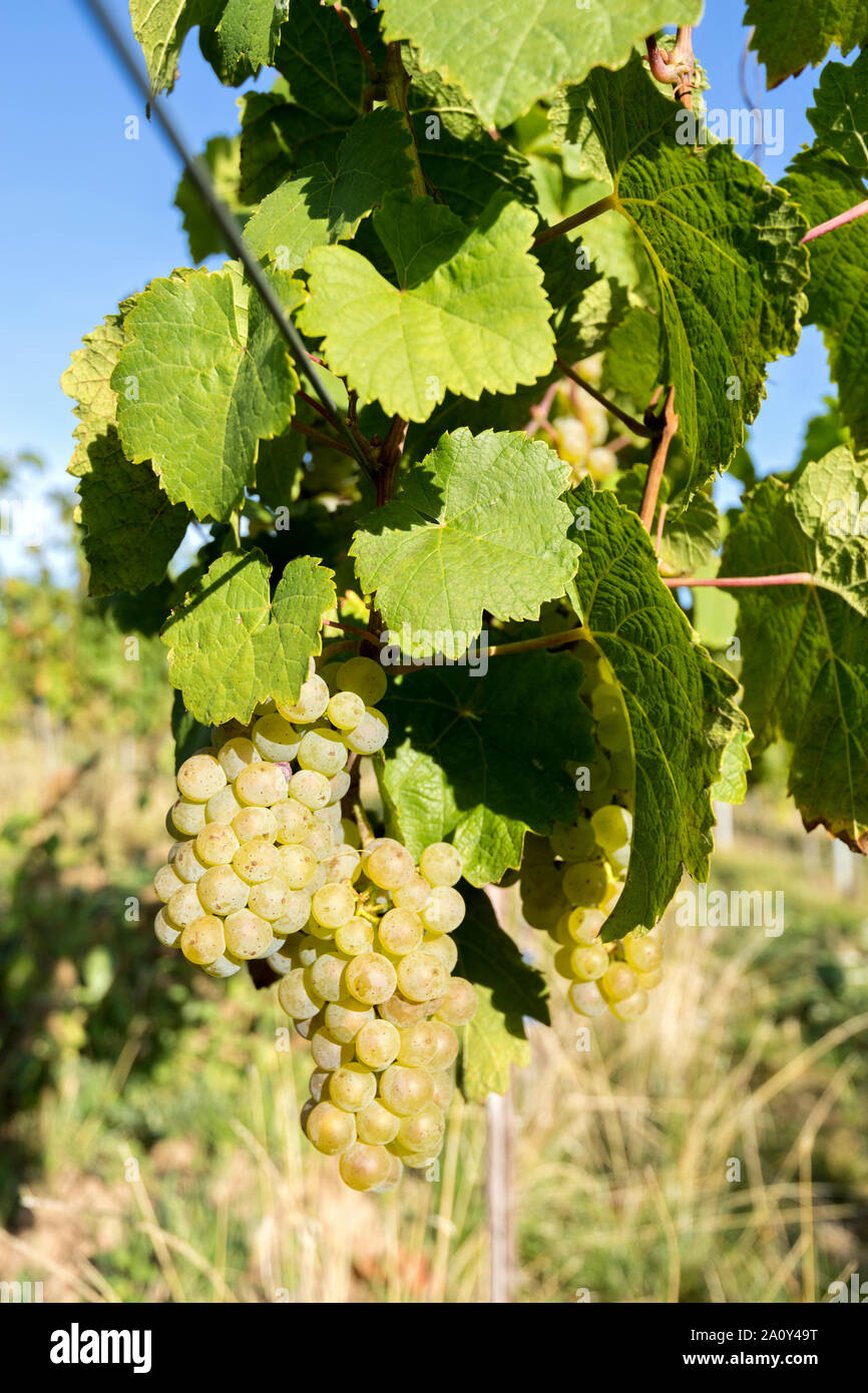 Il Riesling renano di uve da vino su una vite nel vigneto di organico Foto Stock