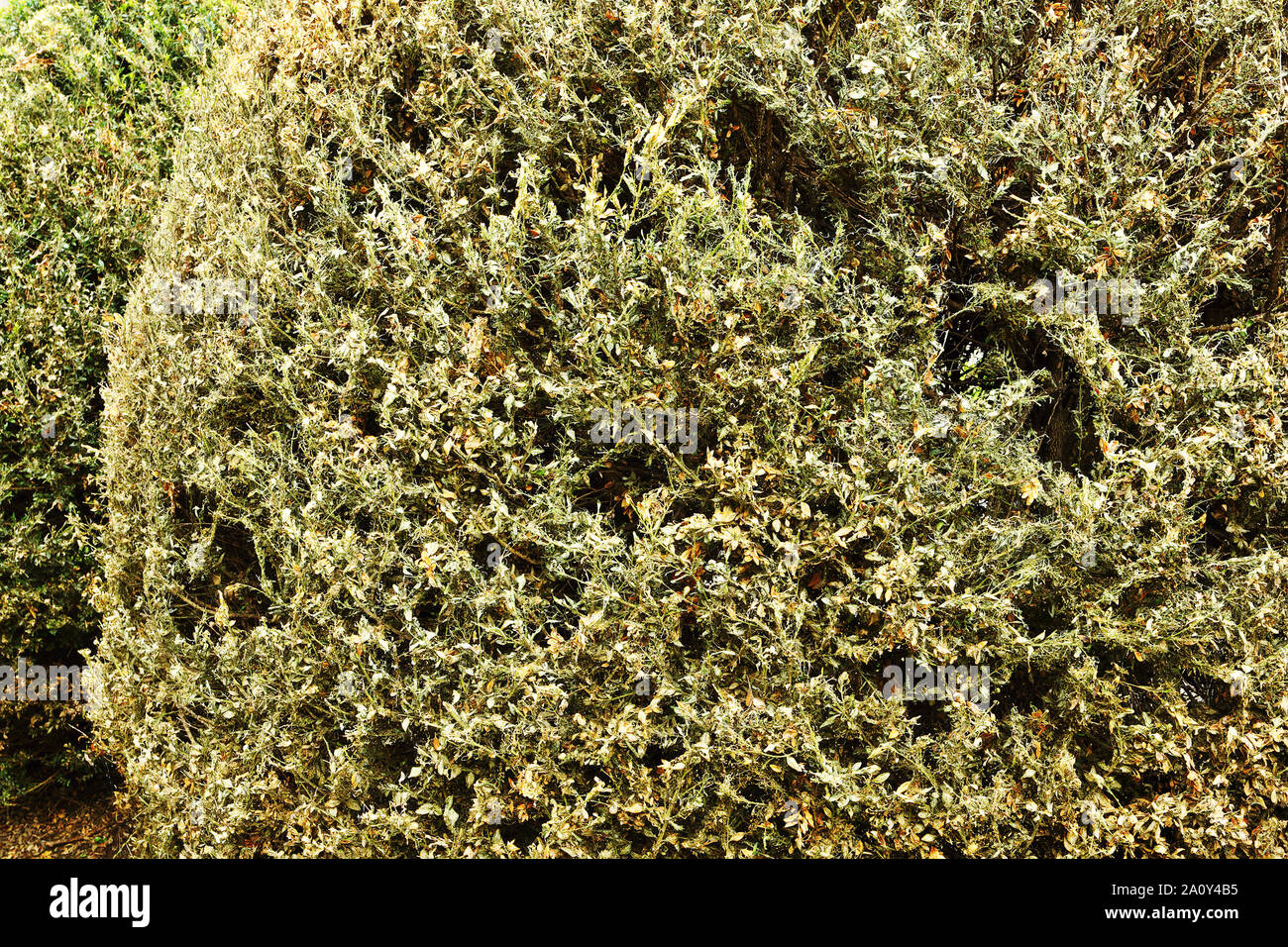 Il danno fatto da albero scatola di larve di falena su fliage ( Cydalima perspectalis ) Foto Stock