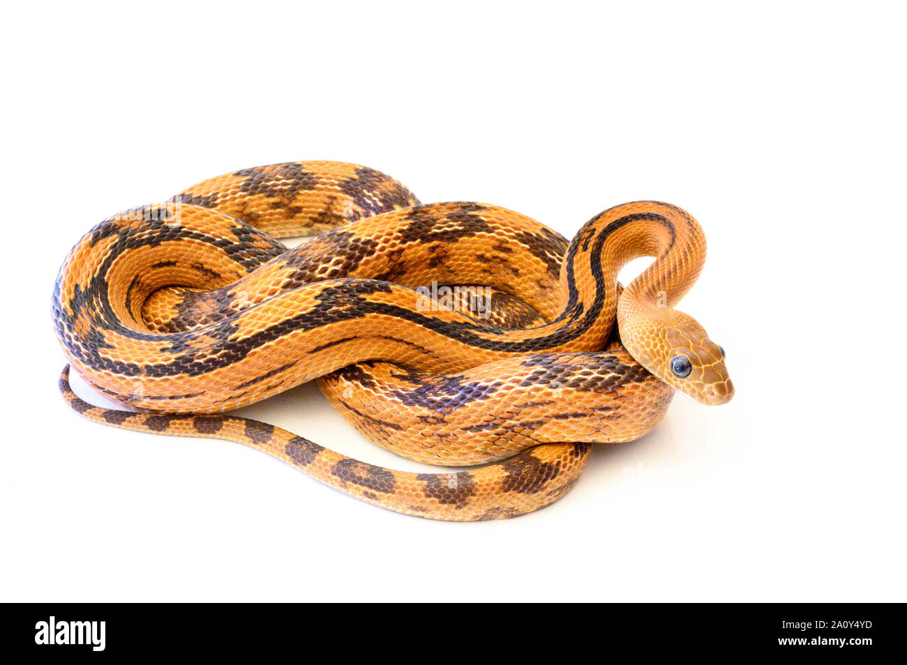 Captive Northern Trans-pecos Ratsnake, (Bogertophis subocularis subocularis) Foto Stock