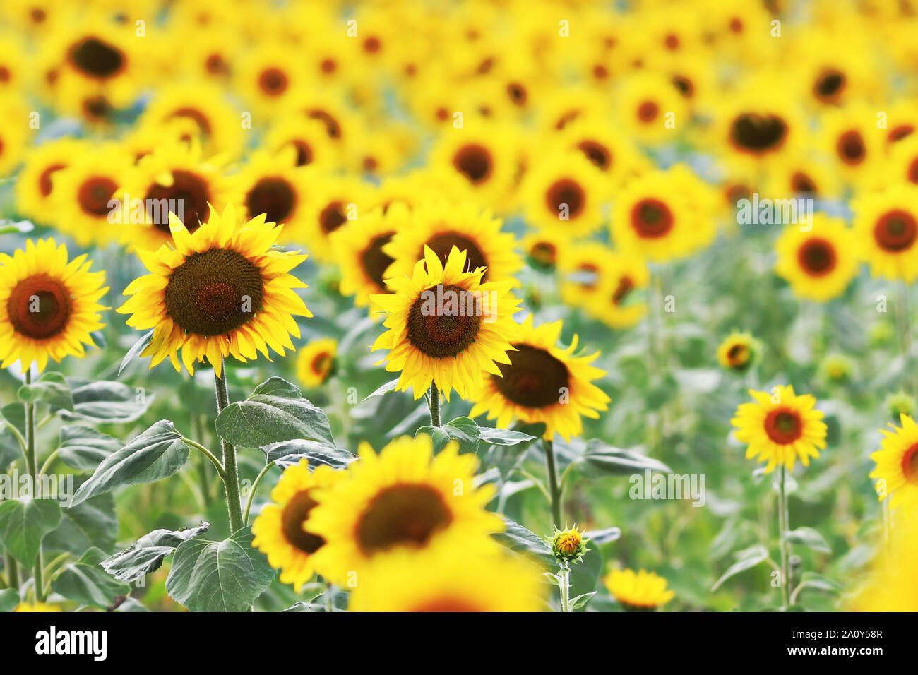 Vista dettagliata del campo di semi di girasole in estate, biofarming naturale Foto Stock