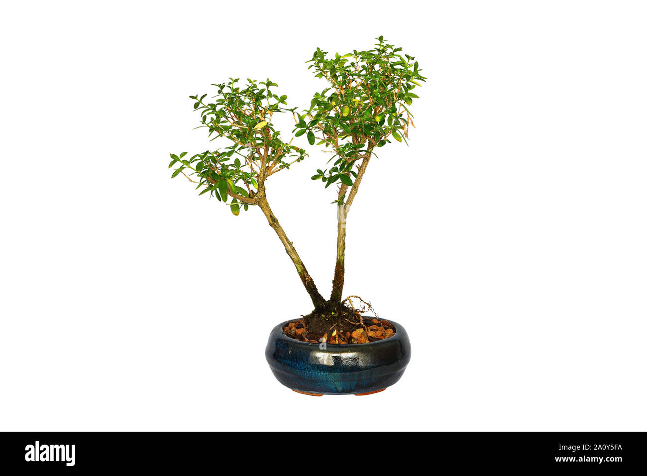 Un giovane giapponese boxthorn bonsai isolate su sfondo bianco ( Serissa japonica ) Foto Stock