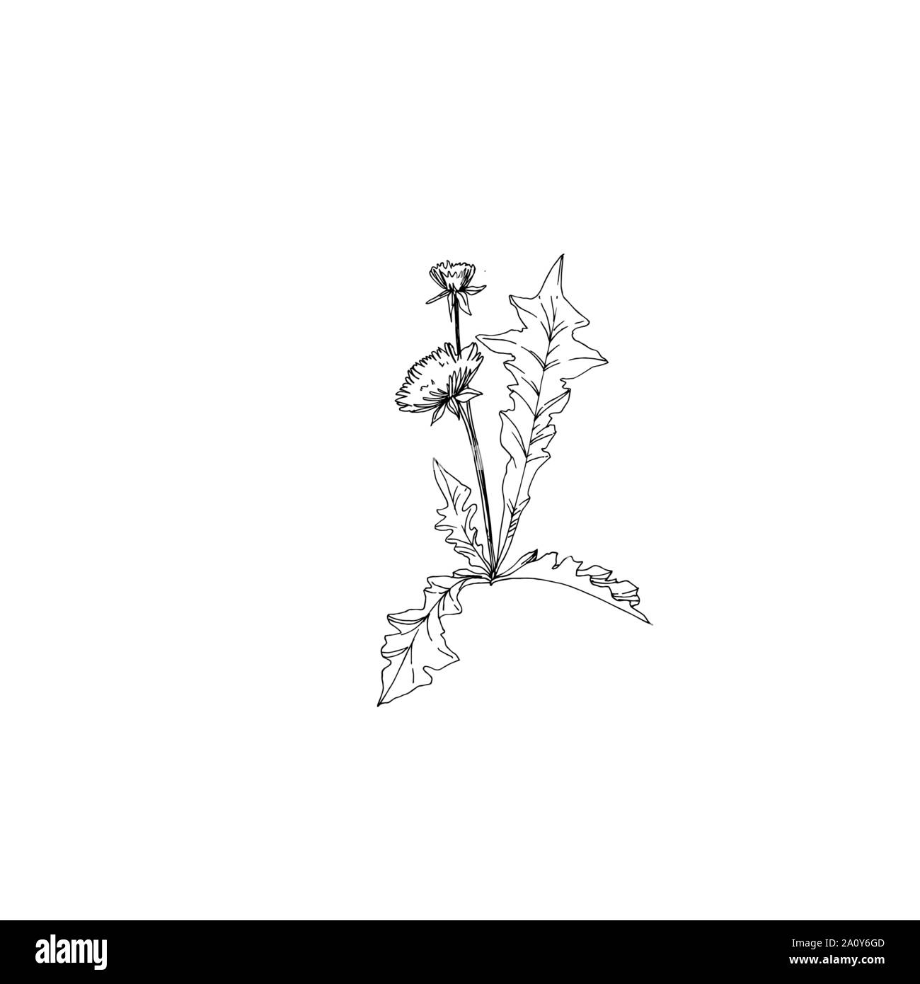 Vettore floreale di fiori di campo fiori botanica. Wild molla a balestra di fiori selvaggi isolati. Bianco e nero inchiostro inciso art. Fiore isolato illustrazione elem Illustrazione Vettoriale