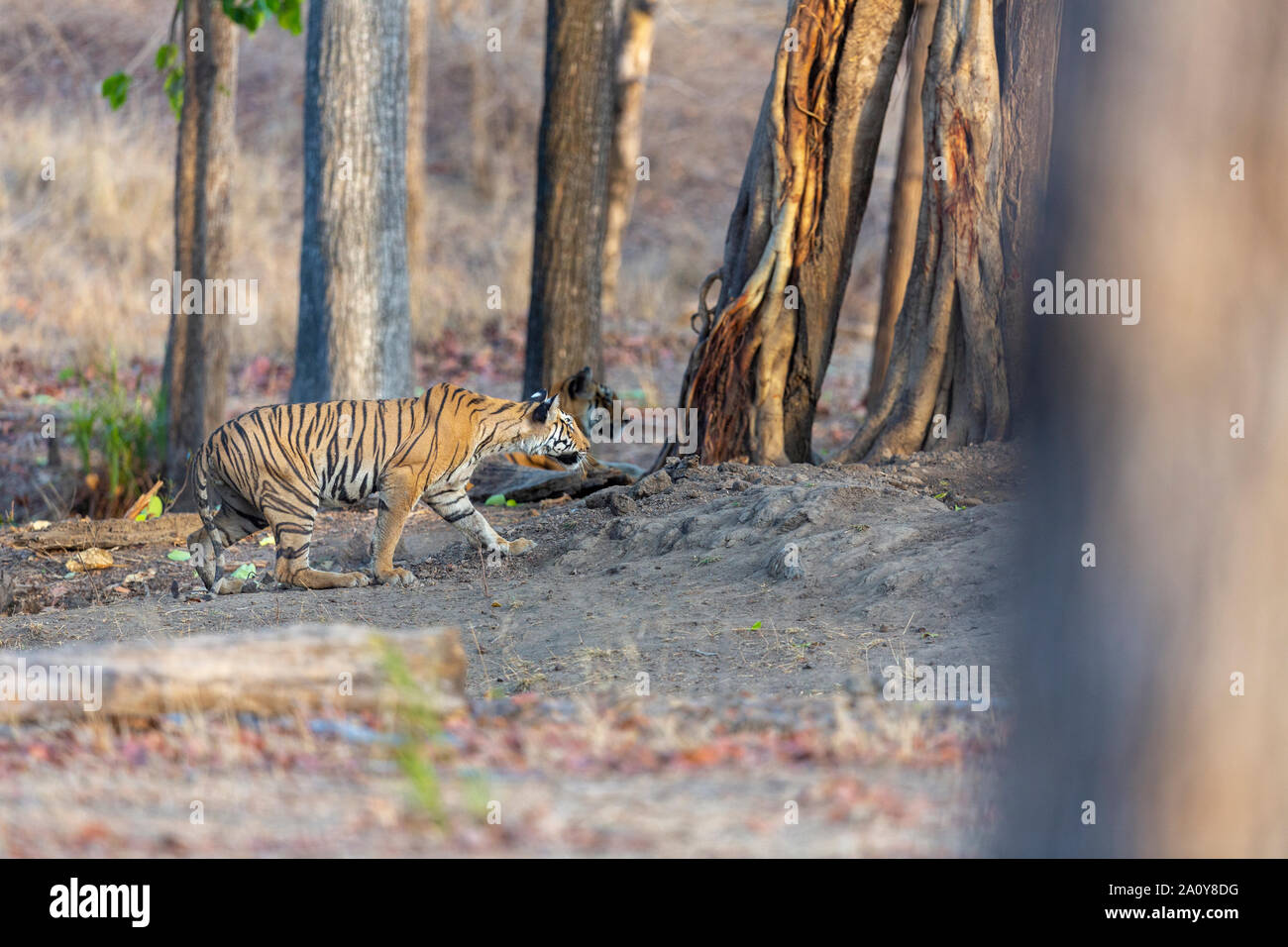 Royal tigre del Bengala o Panthera Tigris Tigris al Pench National Park, India Foto Stock