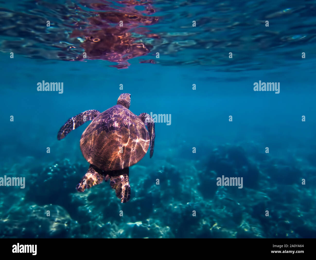 Tartaruga Verde nuota verso la superficie di acqua blu in subacquea immagine delle Hawaii. Foto Stock