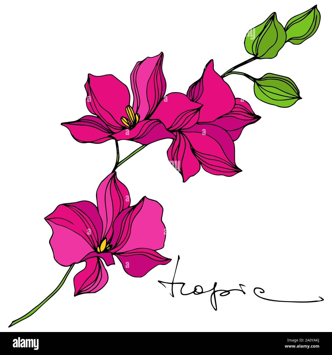 Vettore floreale tropicale Fiore botanica. Exotic Tropical hawaiian estate. Inchiostro inciso art. Fiori isolati illustrazione elemento. Illustrazione Vettoriale