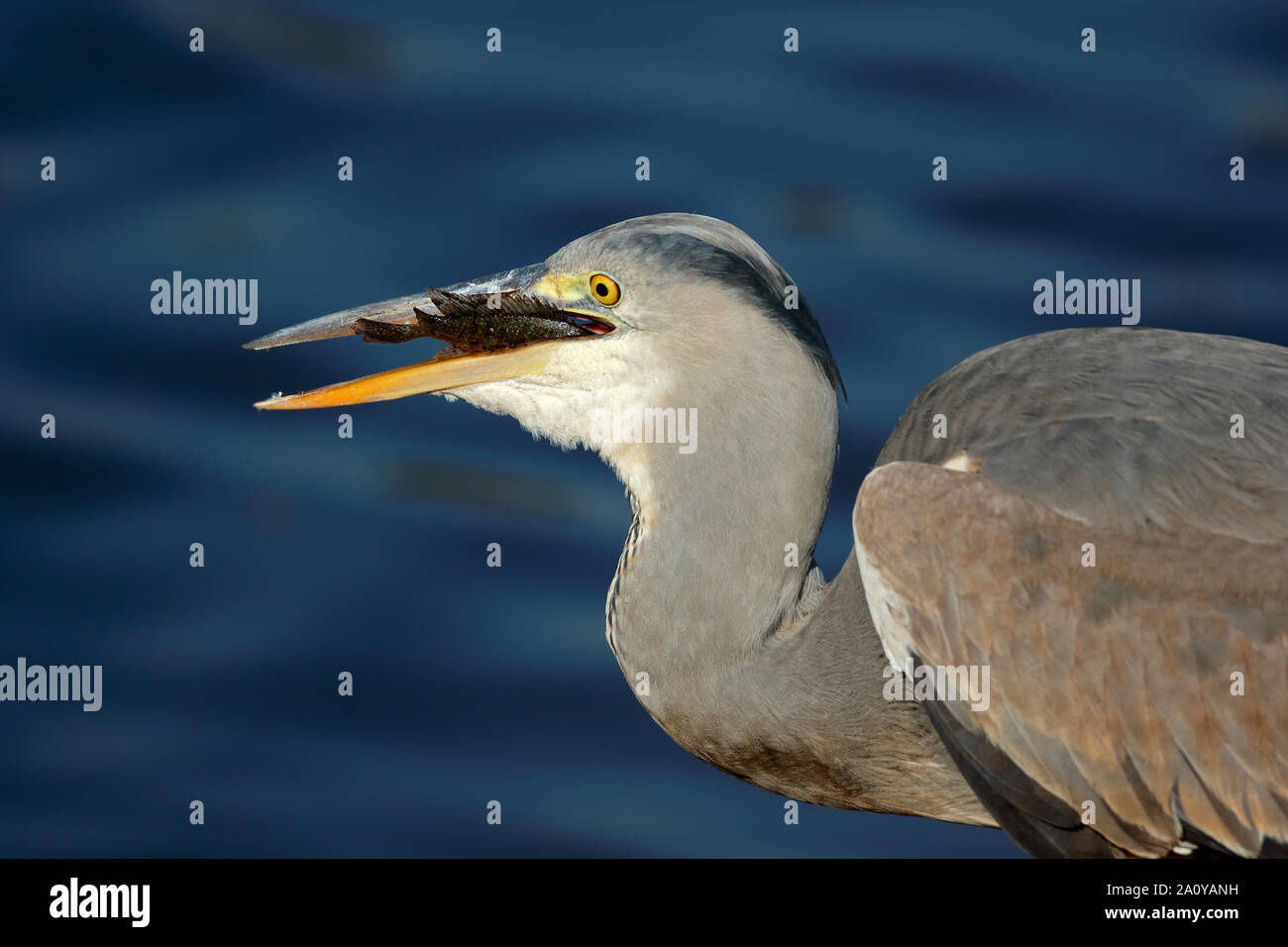 Ritratto di un airone cinerino (Ardea cinerea) inghiottire un pesce, Kruger National Park, Sud Africa Foto Stock