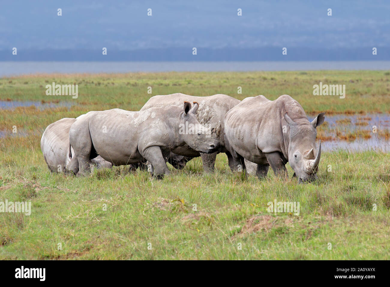 Rinoceronte bianco (Ceratotherium simum) nella prateria aperta, Lake Nakuru National Park, Kenya Foto Stock