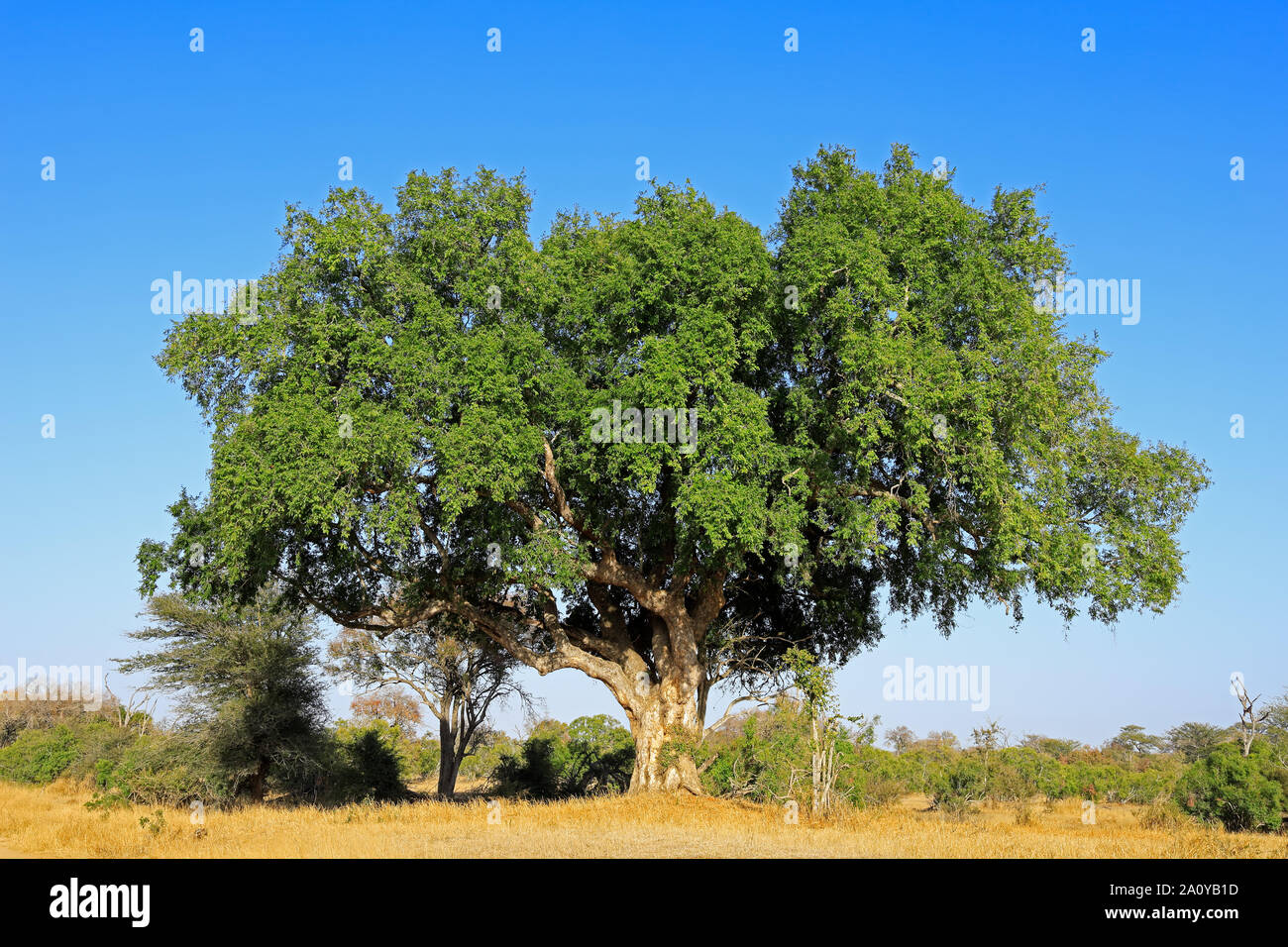 Grande platano africana fig tree (Ficus sycomorus), Kruger National Park, Sud Africa Foto Stock