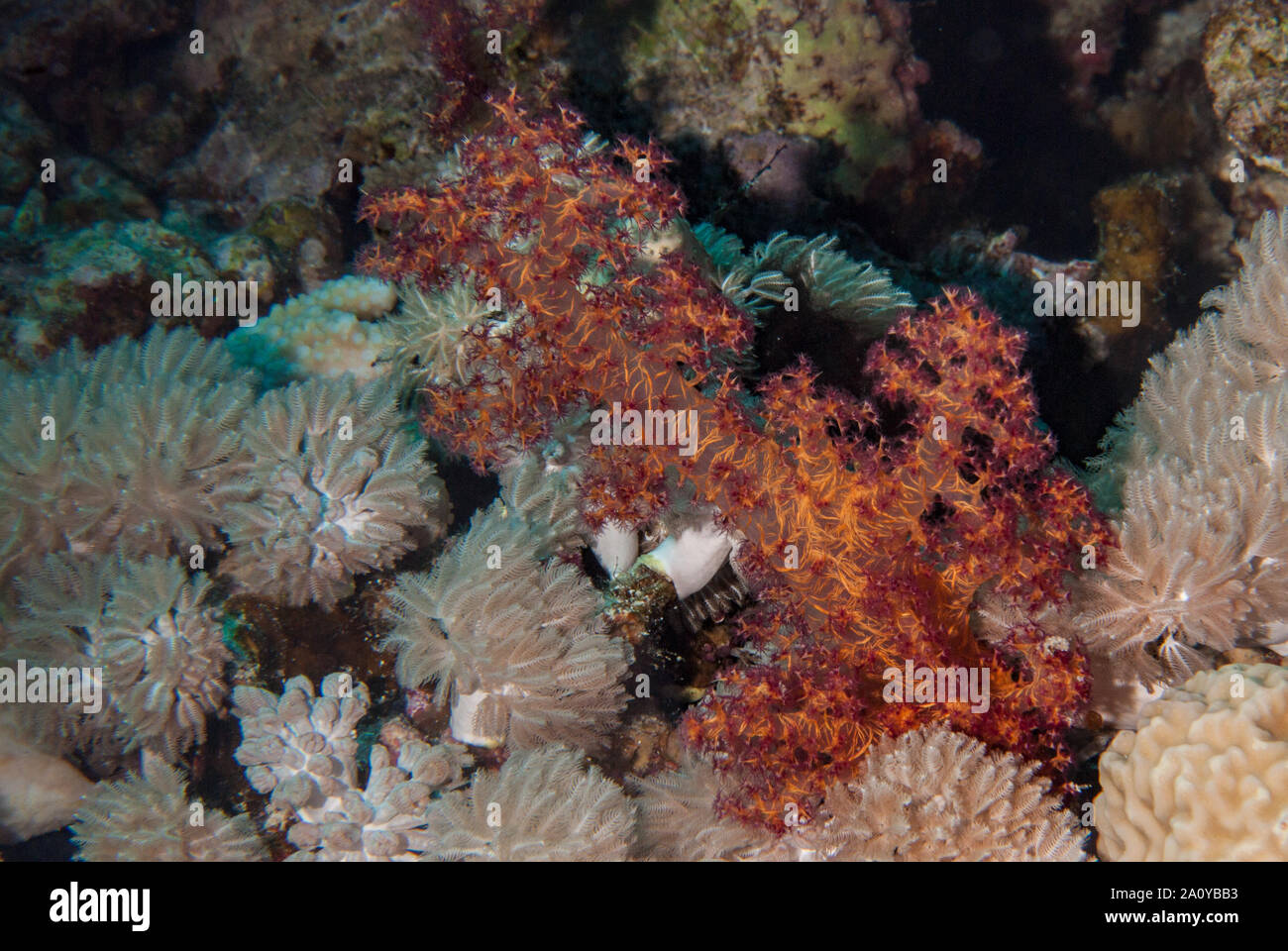 Il cavolfiore corallo, Dendronephthya hemprichi, Nephtheidae, Sharm El-Sheik, Mar Rosso, Egitto Foto Stock