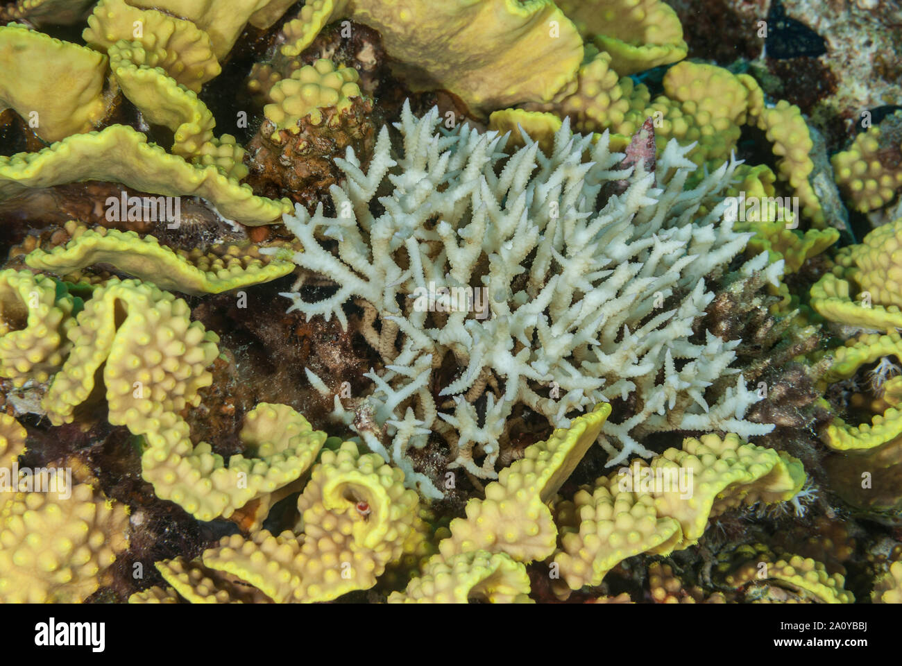 Dito di corallo, Seriatopora hystrix, Pocilloporidae, Sharm el Sheikh Mar Rosso, Egitto Foto Stock