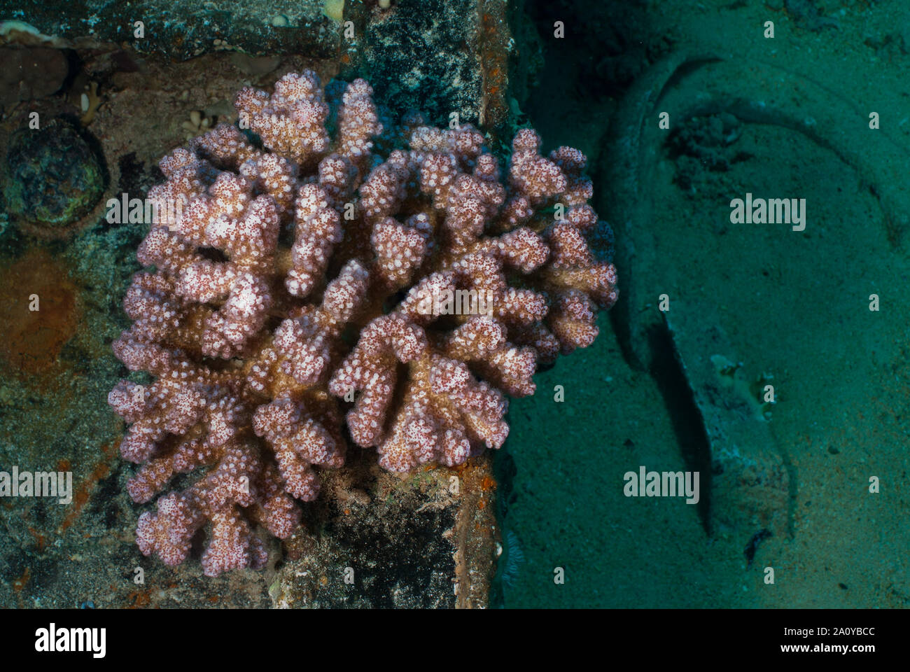 Birdnest corallo, Pocillopora damicornis, Pocilloporidae, a Sharm el Sheik, in Egitto, Mar Rosso Foto Stock