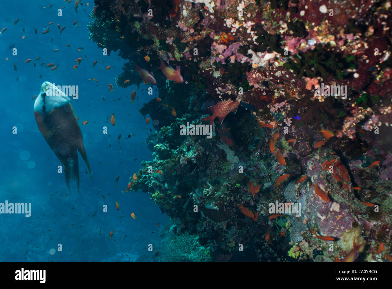 Scogliera sottomarina coralli di Sharm El Sheikh, Mar Rosso, Egitto Foto Stock