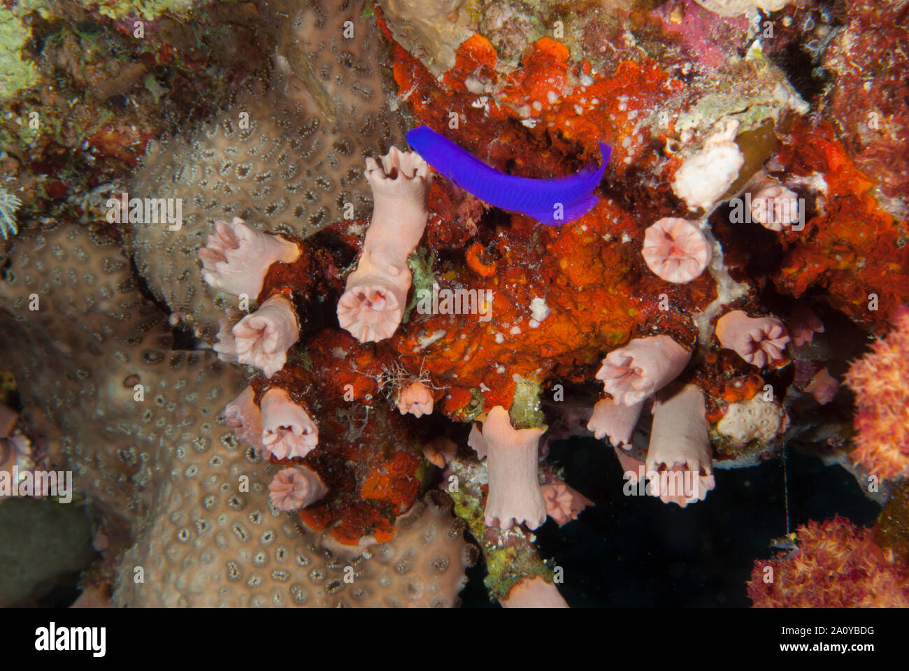 Coppa rosso corallo, Tubastraea coccinae, Dendrophylliidae, Sharm el Sheikh Mar Rosso, Egitto Foto Stock