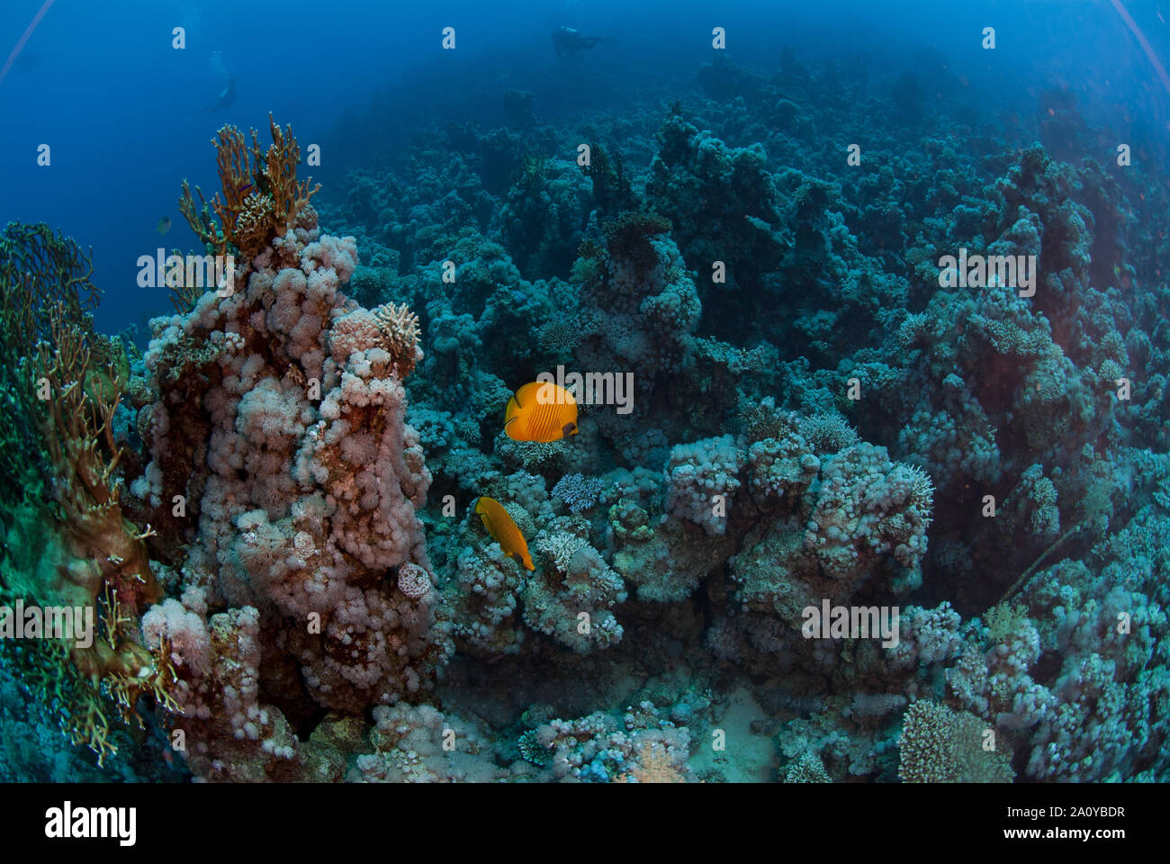 Bluecheek butterflyfish, Chaetodon semilarvatus, Chaetodontidae, in Sharm el Sheikh Reef, Mar Rosso, Egitto Foto Stock