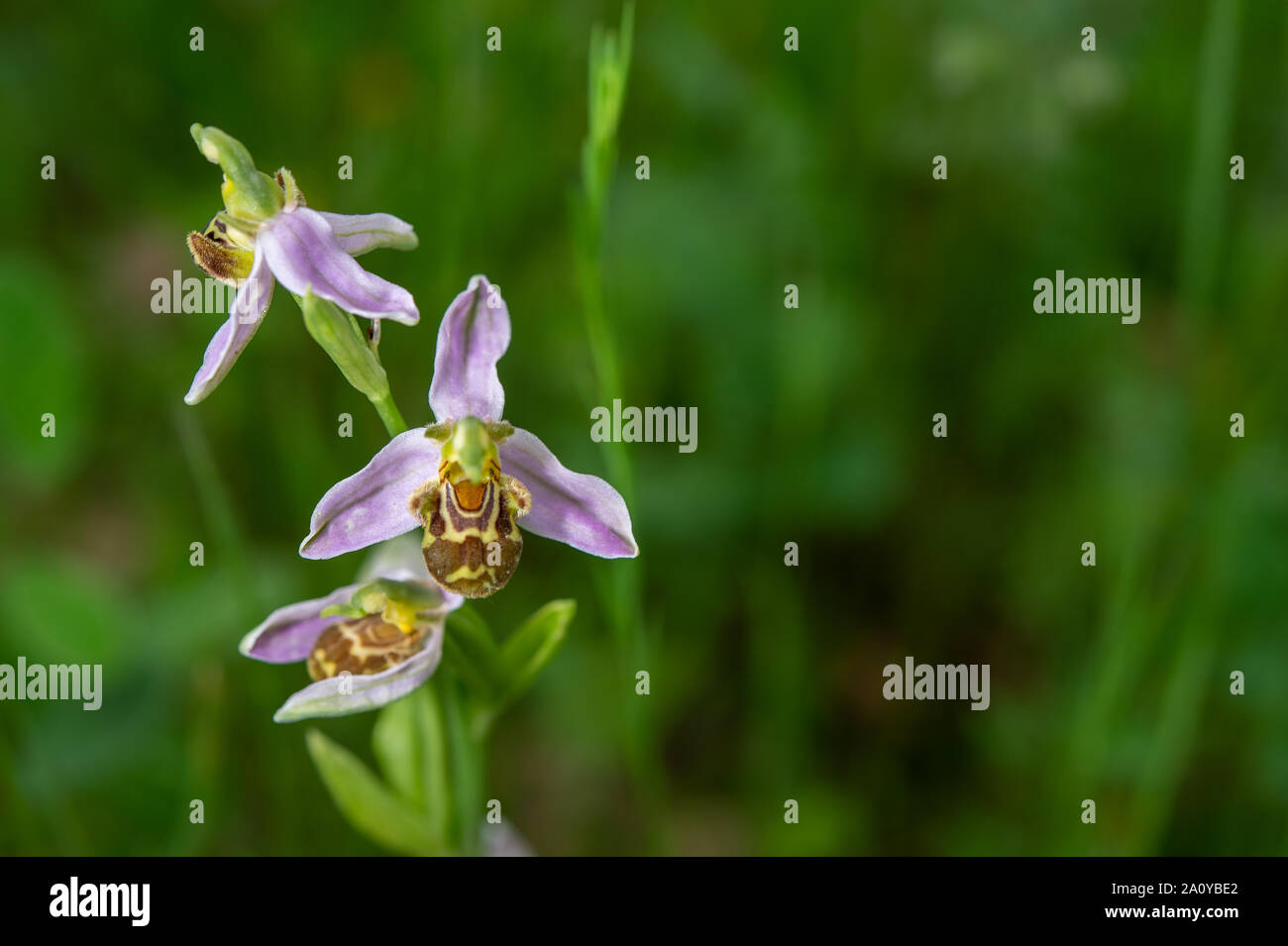 Wild orchis, Ophrys apifera, Orchidacee, Canale Monterano, Roma, Lazio, Italia Foto Stock