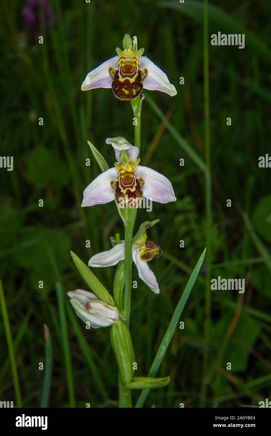 Wild orchis, Ophrys apifera, Orchidacee, Canale Monterano, Roma, Lazio, Italia Foto Stock