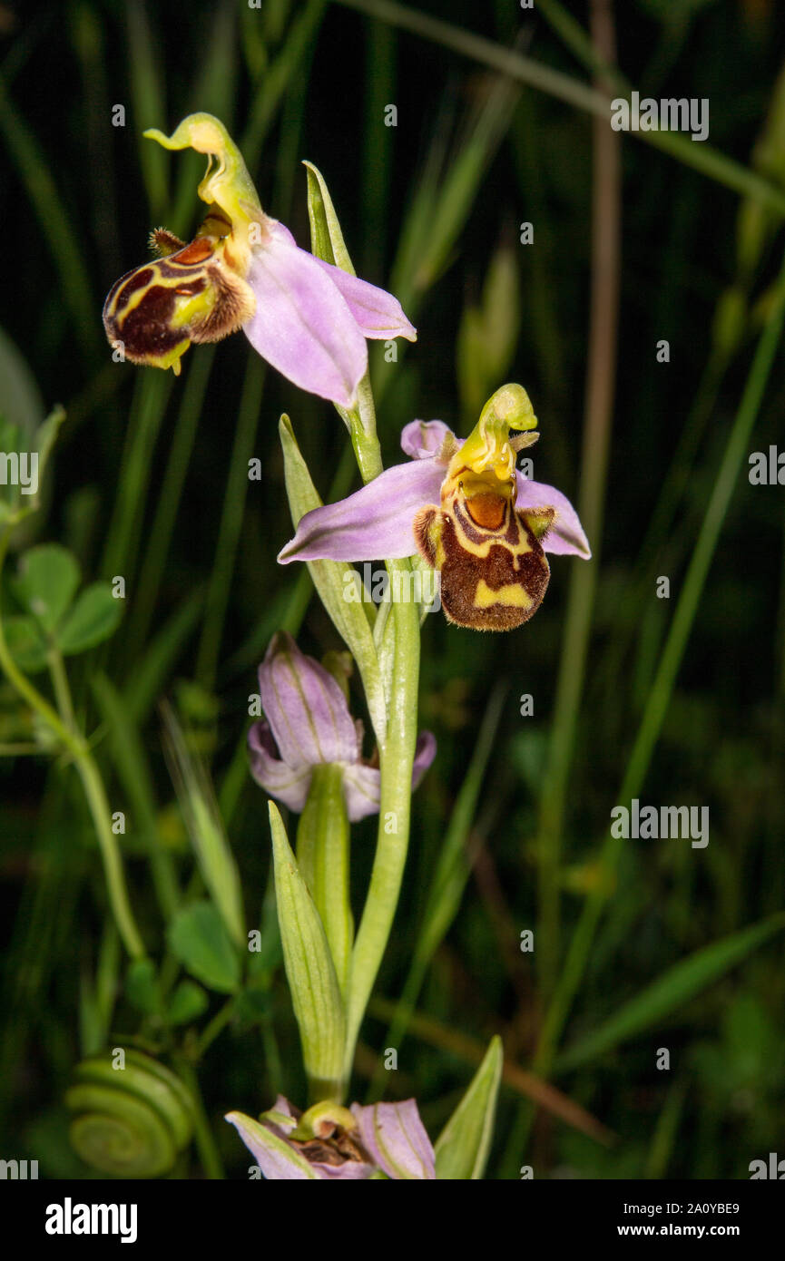 Wild orchis, Ophrys apifera, Orchidacee, Canale Monterano, Roma, Lazio, Italia Foto Stock