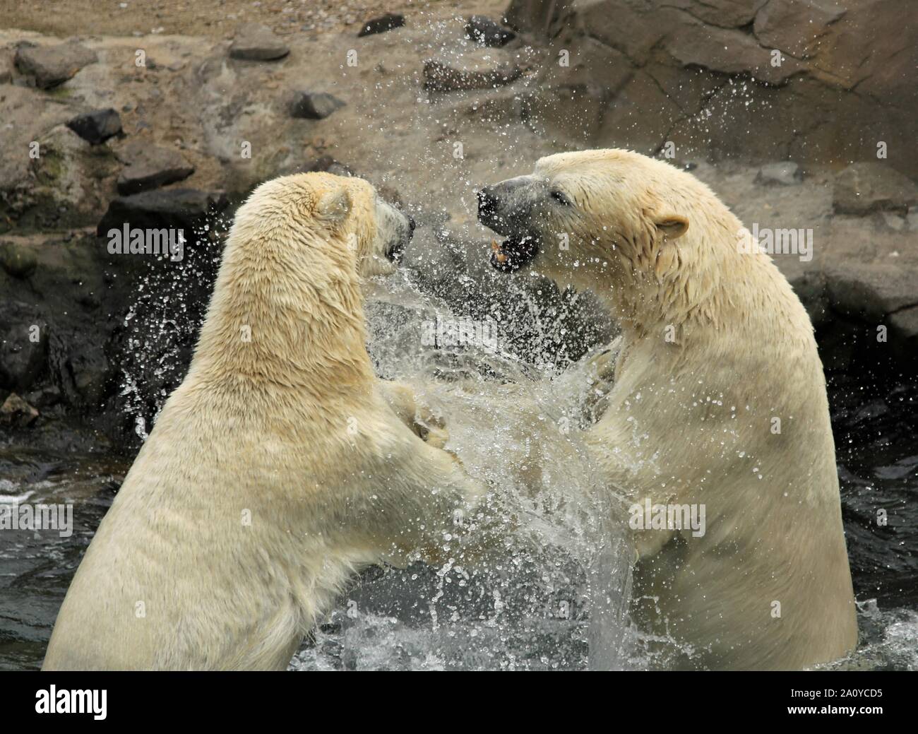 Gli orsi polari, animali, acqua, amici Foto Stock