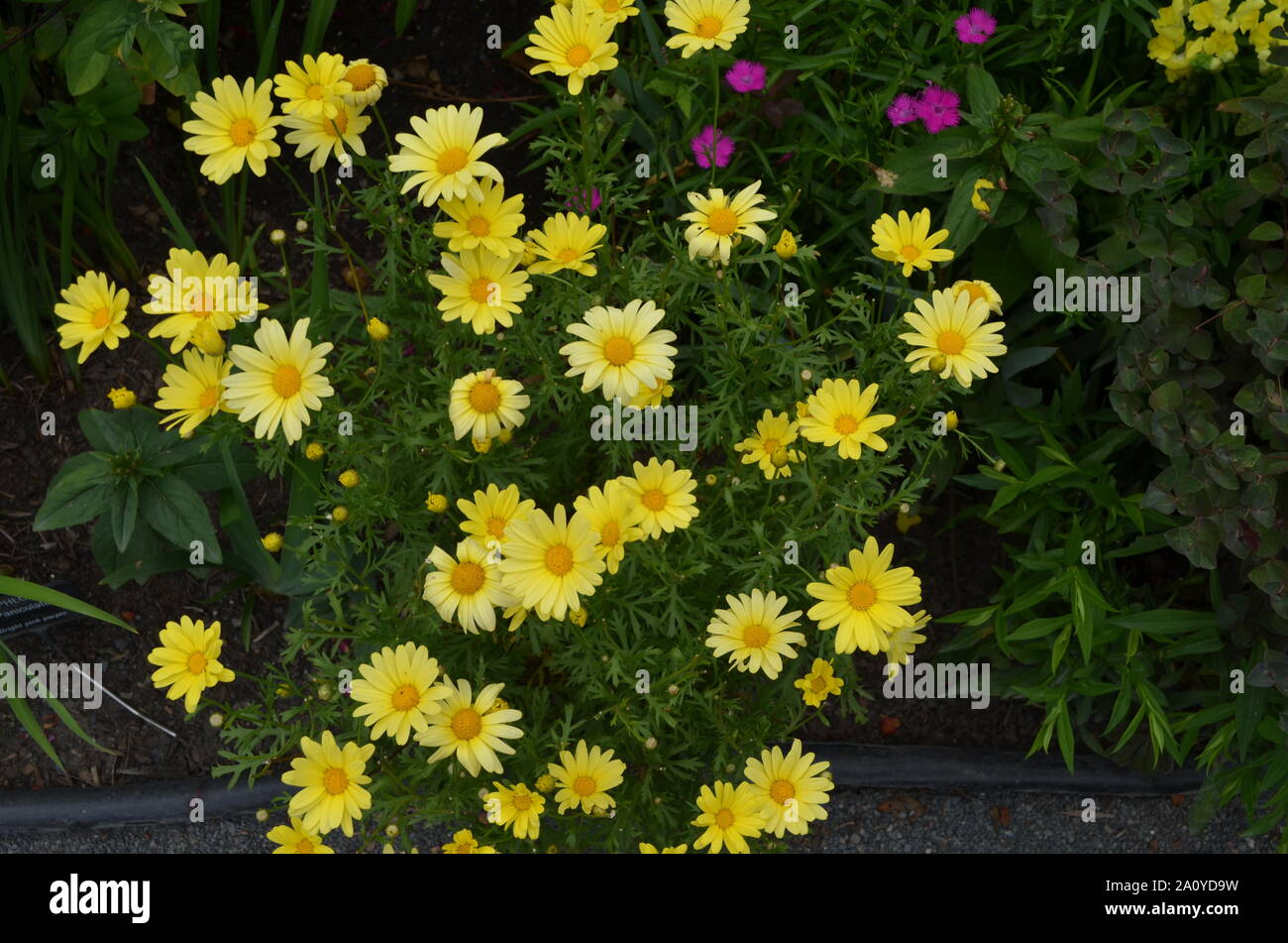 Summertime in Massachusetts: Giallo Argyranthemum (marguerite daisy) Fiori in fiore Foto Stock