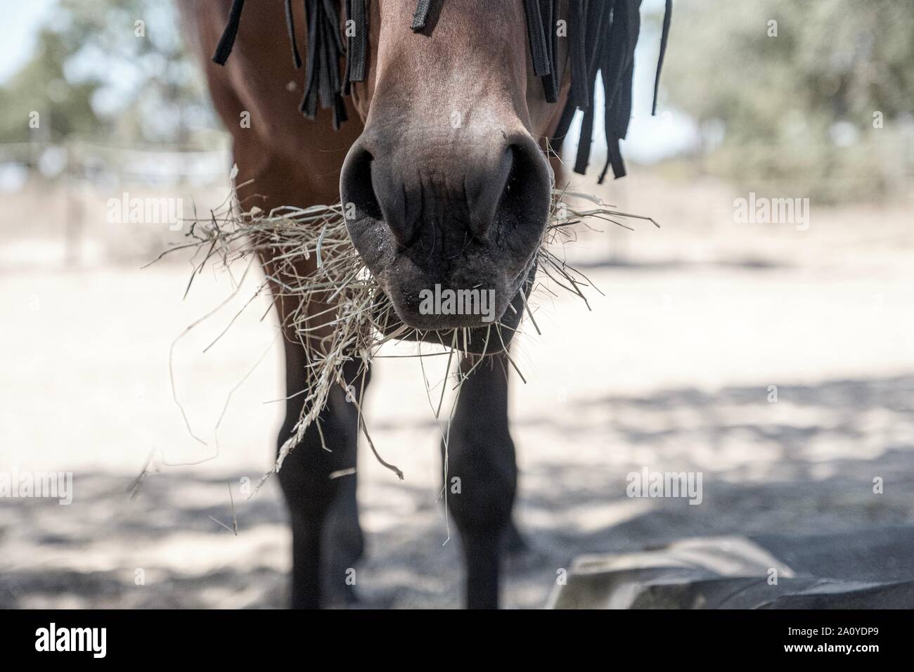 Un cavallo endurance / mare mangiare fieno in Alcochete dopo un corso di formazione, Setubal, Portogallo Foto Stock