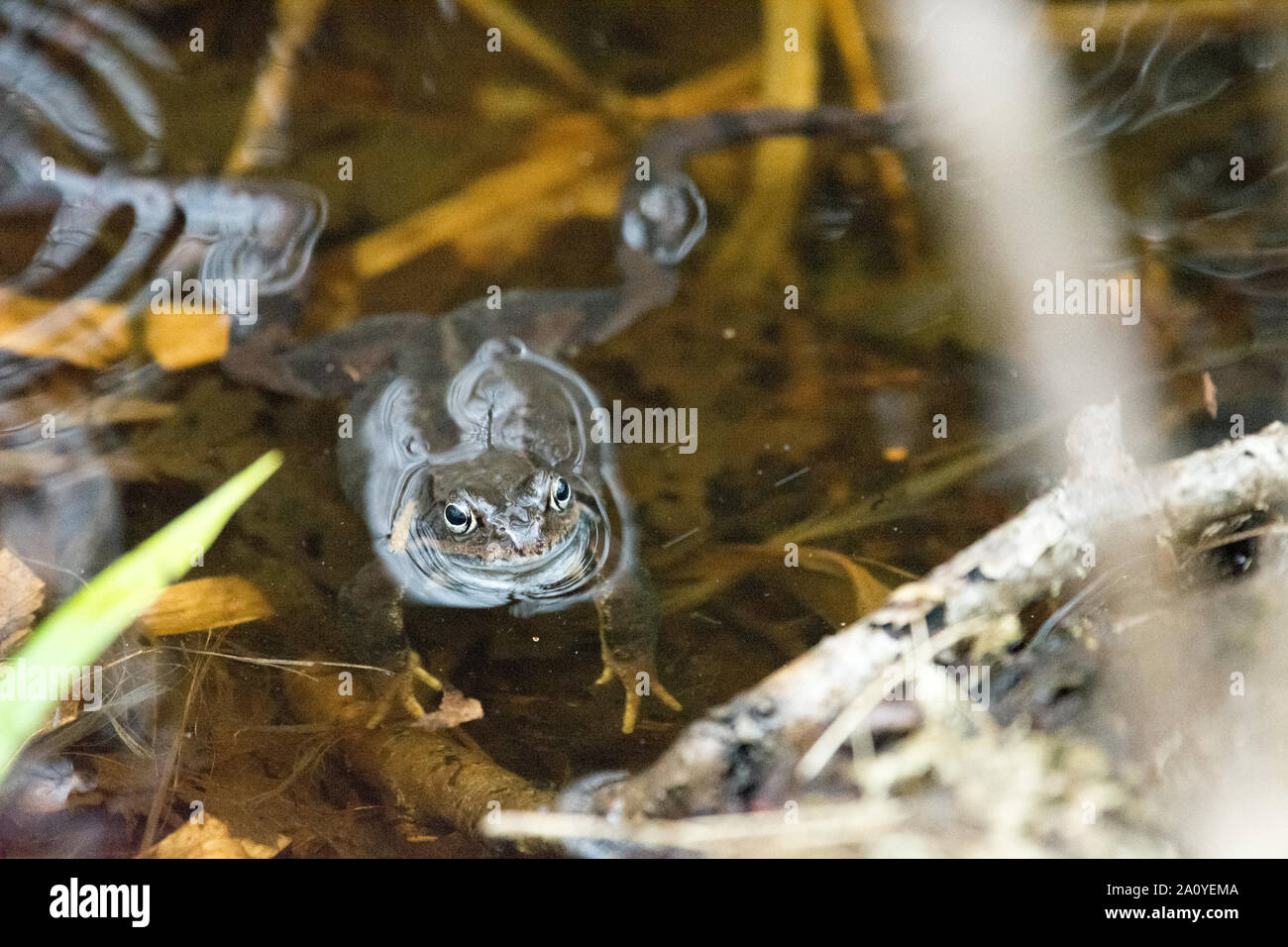Moor rana, Rana arvalis, seduta in acqua durante la stagione di accoppiamento in primavera Foto Stock