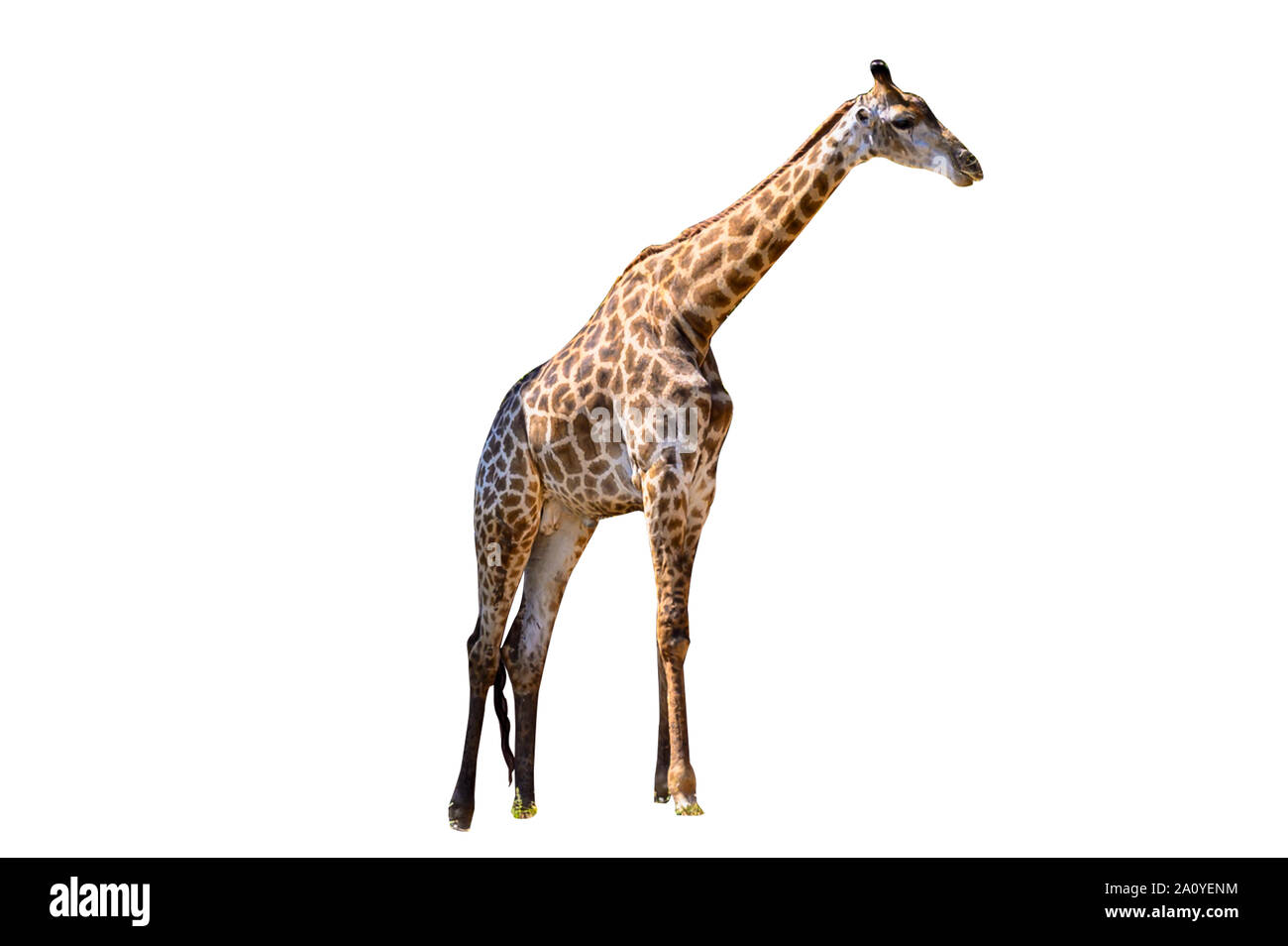 Grande giraffa sfondo bianco isolare Foto Stock
