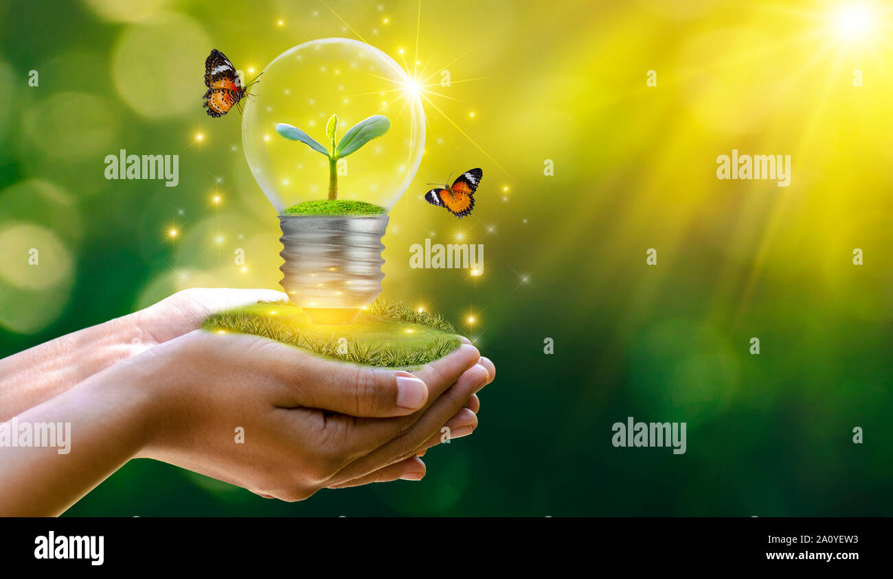 La foresta e gli alberi vengono alla luce. Concetti di conservazione ambientale e il riscaldamento globale di crescita della pianta all'interno della lampadina su suolo asciutto in s Foto Stock