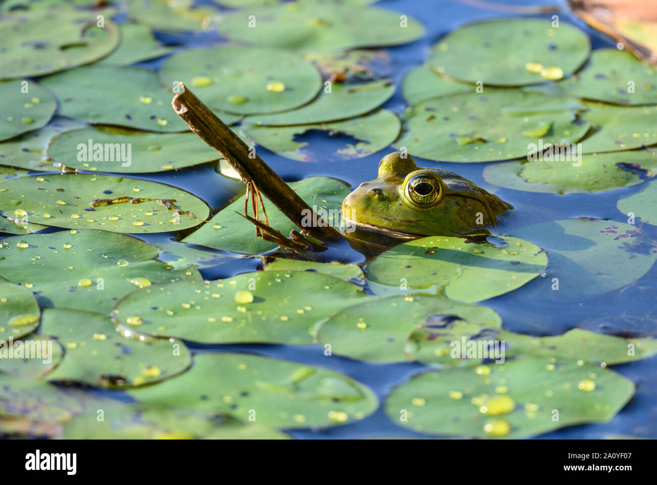 Un American Bullfrog (Lithobates catesbeianus) in un laghetto di gigli. Sheldon lago del Parco statale. Houston, Texas, Stati Uniti d'America. Foto Stock