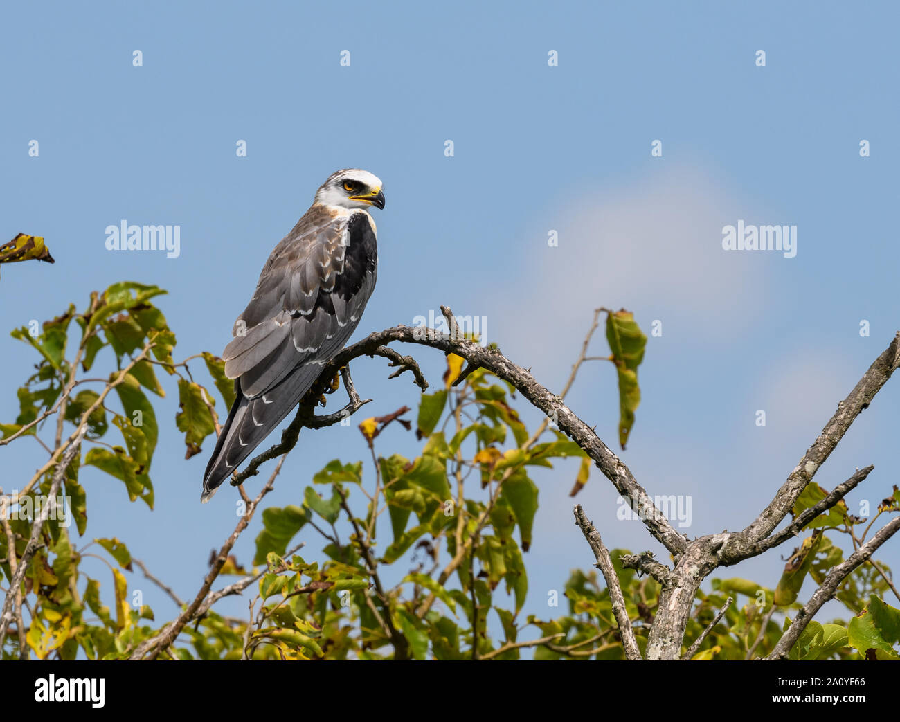 Un bianco-tailed Kite (Elanus leucurus) appollaiato su un ramo. Brazoria National Wildlife Refuge. Houston, Texas, Stati Uniti d'America. Foto Stock