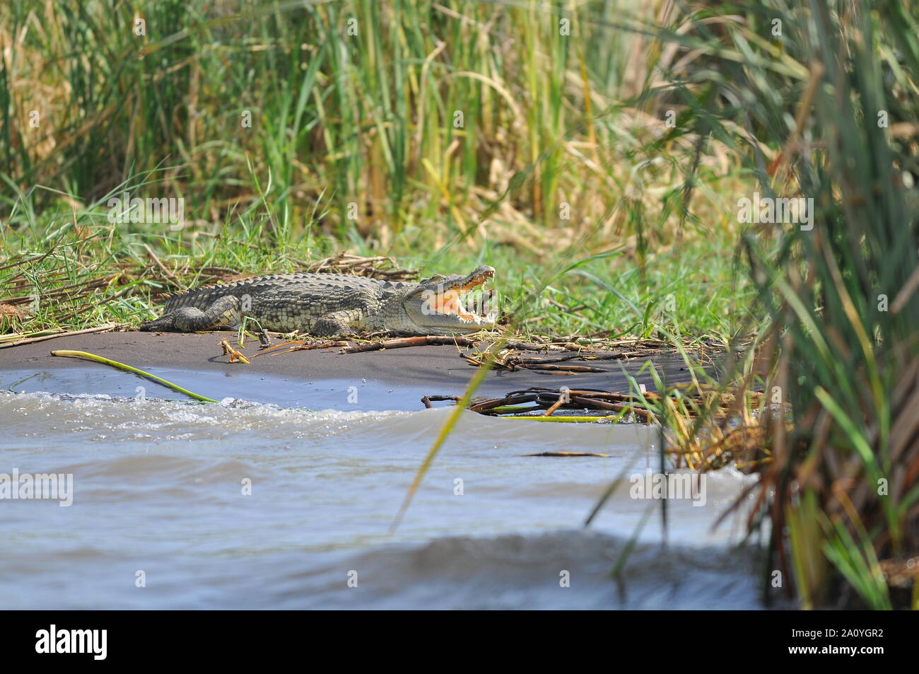 Coccodrilli del lago di Chamo Foto Stock