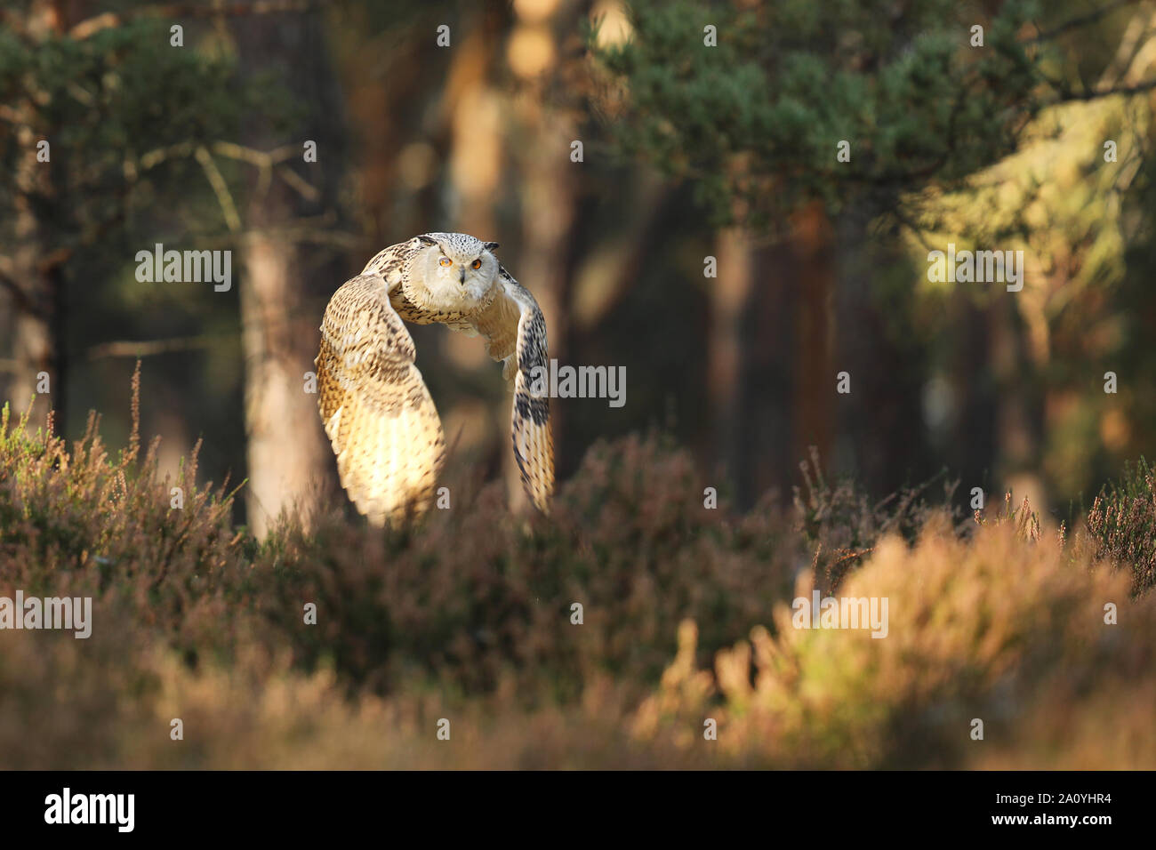 Flying gufo reale nella foresta durante l'autunno. La fauna selvatica in Russia. Gufo in natura habitat. Bird scene di azione. Foto Stock