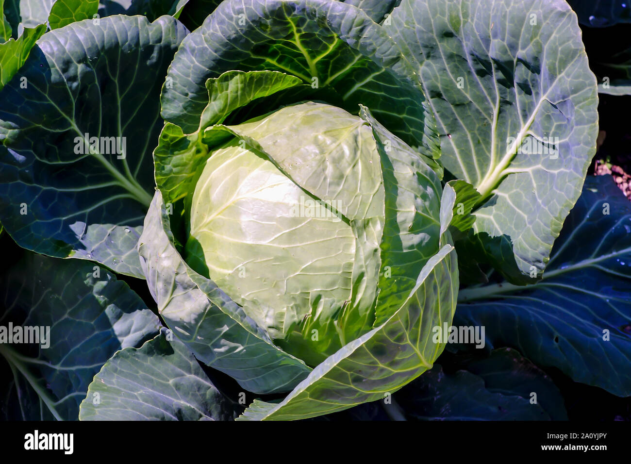 Cavolo bianco, Brassica oleracea, in vegetale patch, agricoltura biologica, prima del raccolto Foto Stock