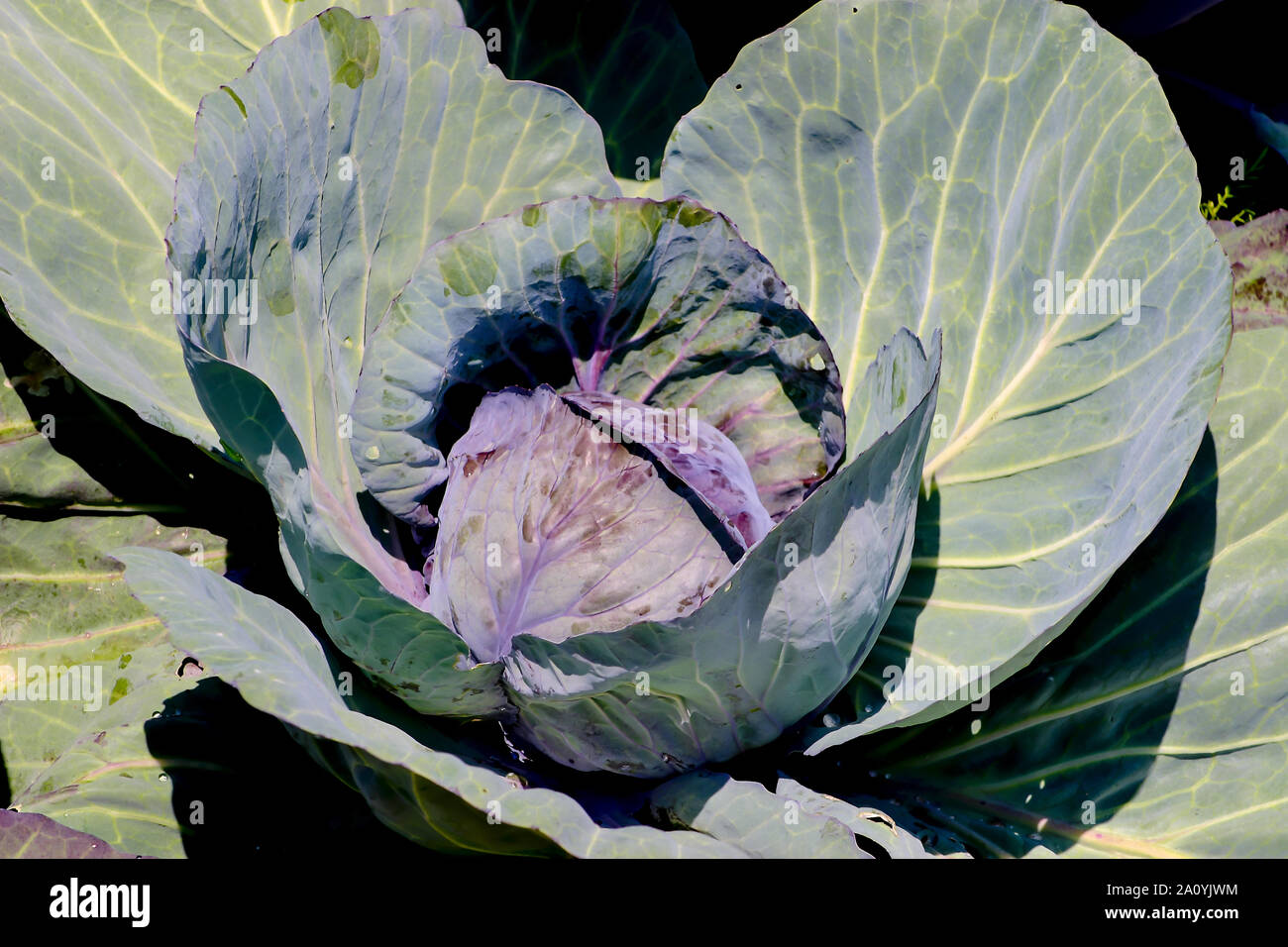 Cavolo rosso, Brassica oleracea, in vegetale patch, agricoltura biologica, prima del raccolto Foto Stock