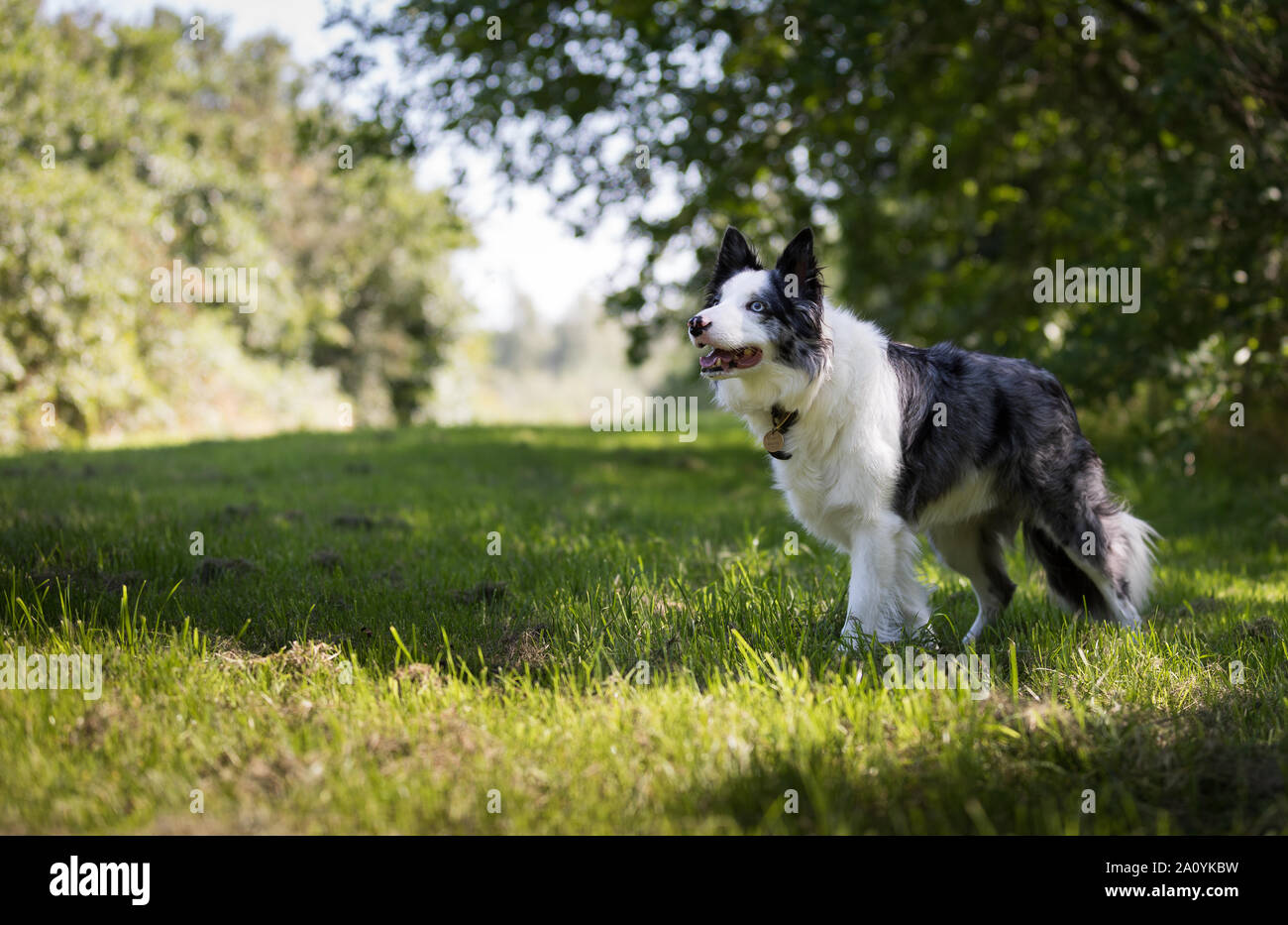 Blue Merl Welsh Border Collie si fermò in erba guardando fuori del telaio Foto Stock